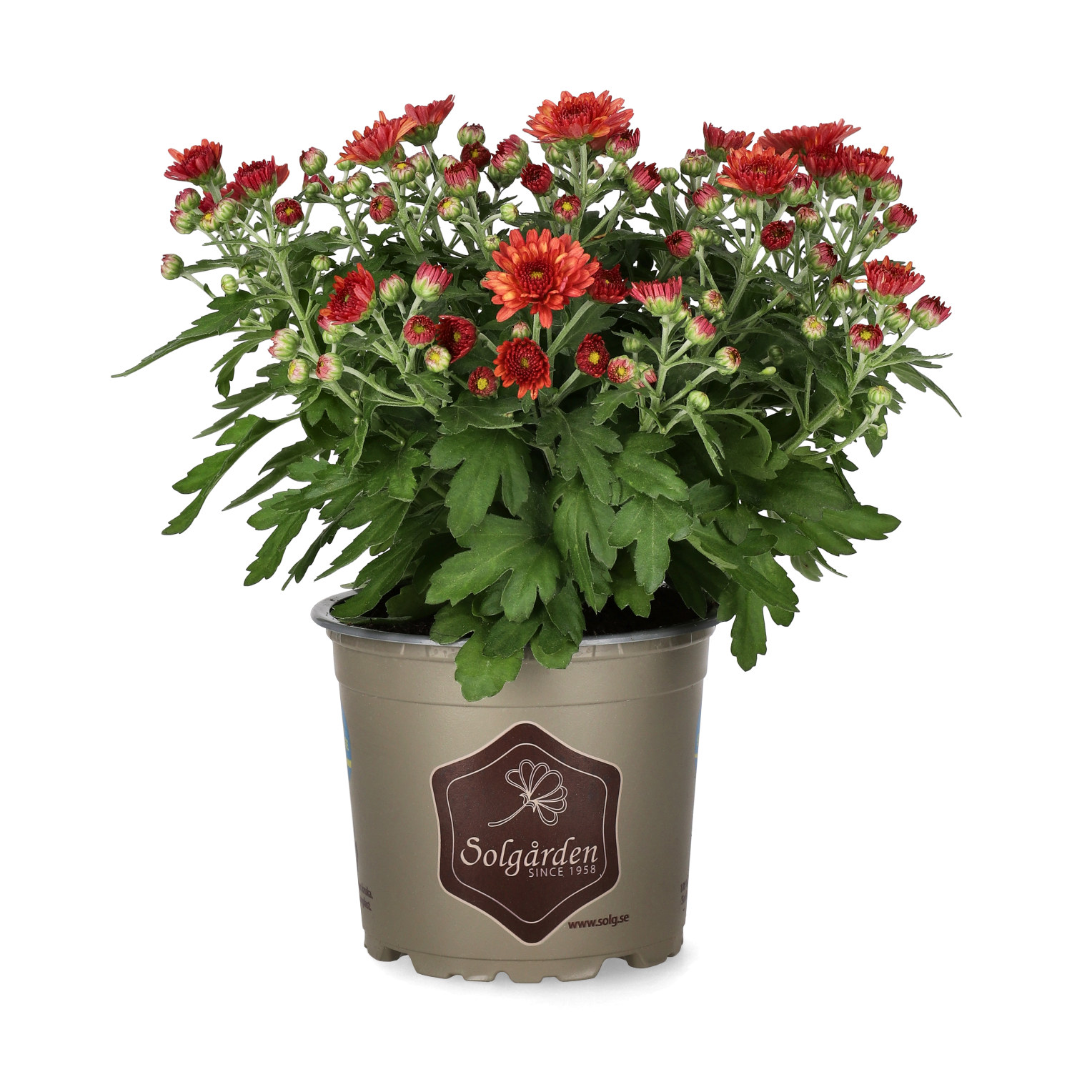 Chrysanthemum ind. Red 12 cm