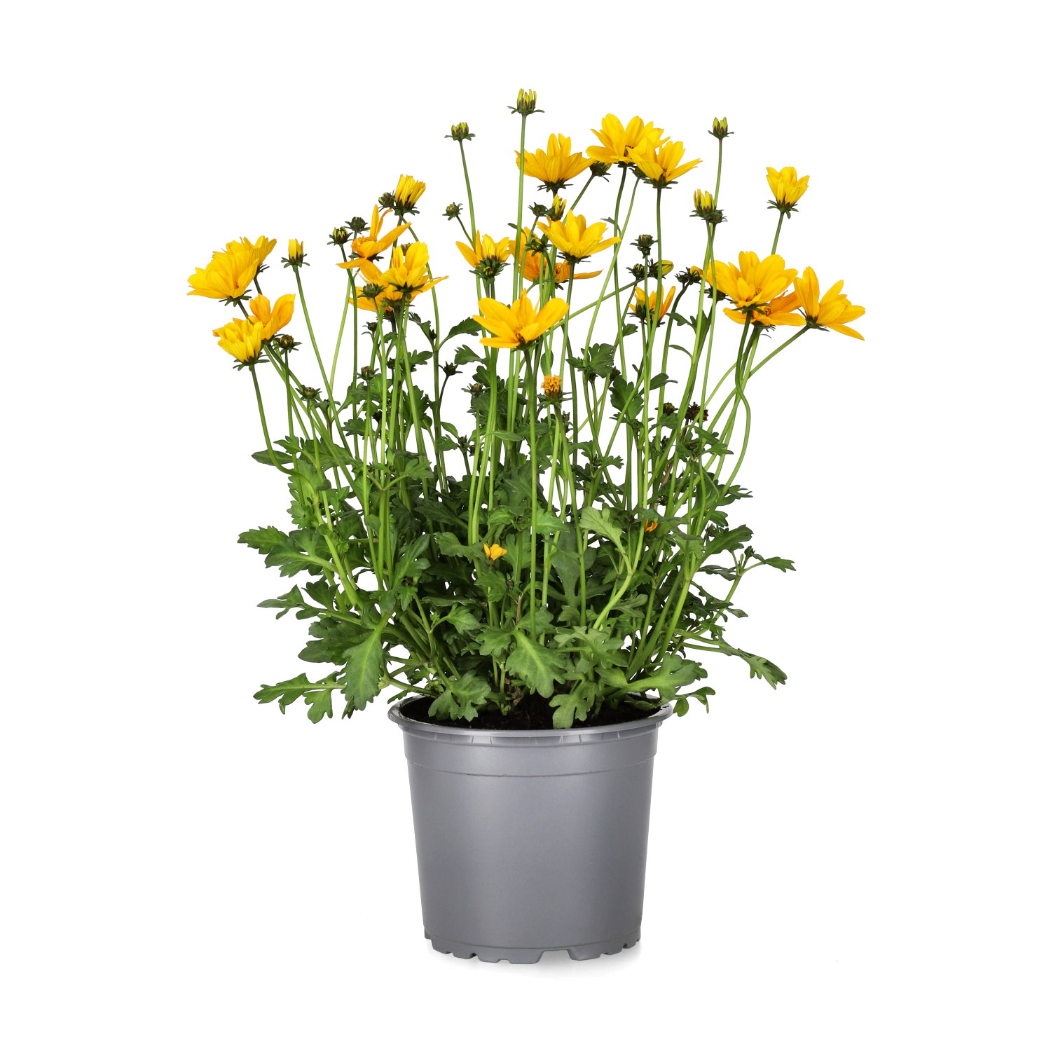 Ampelskära 'Golden Empire'