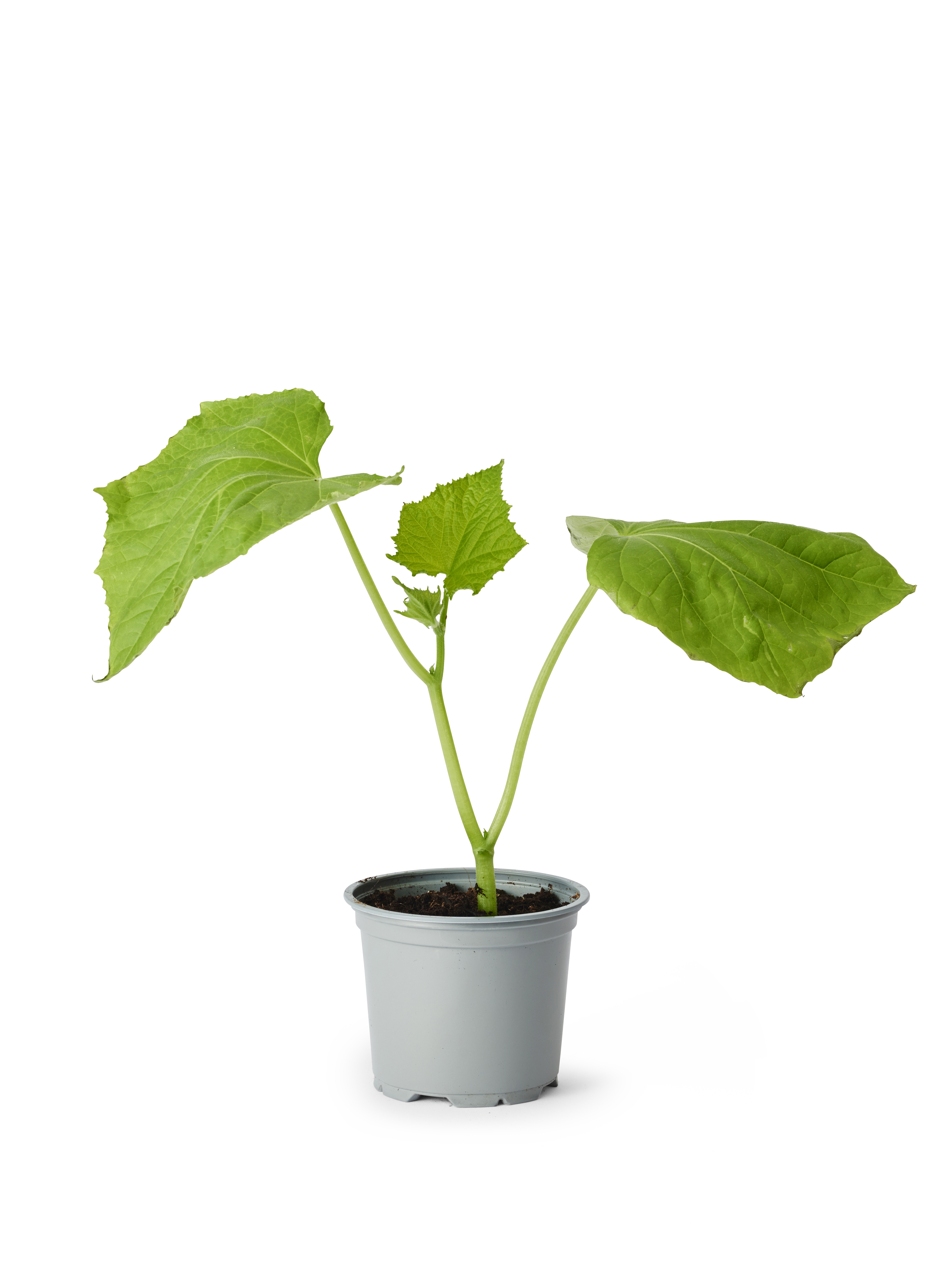 All N. Cucumis 'Charlotte' KRAV 10,5 cm