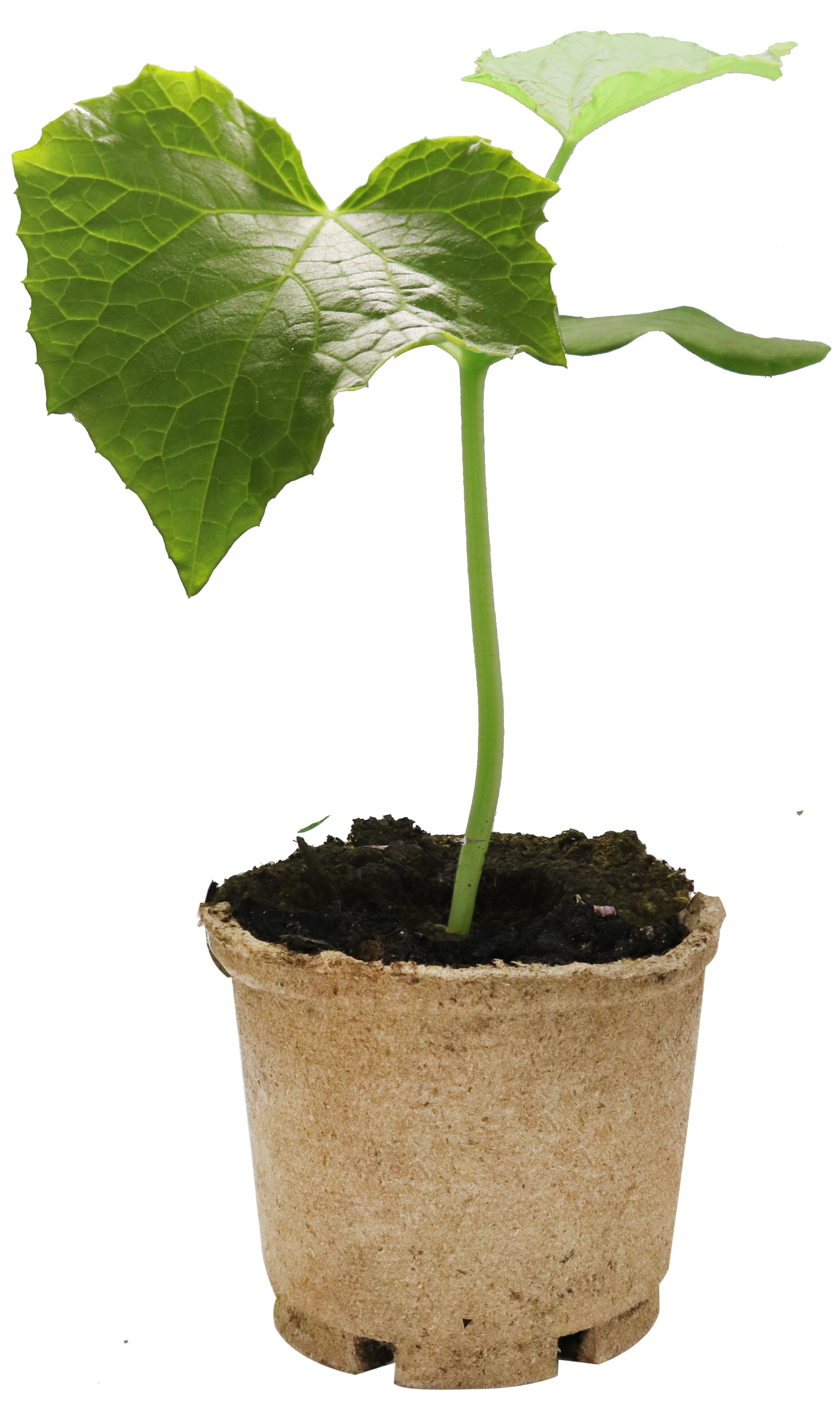 All N. Cucurbita 'Pepo' KRAV 10,5 cm