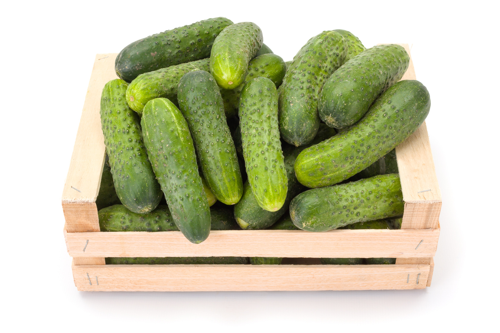 All N. Cucumis 'Charlotte' KRAV 10,5 cm