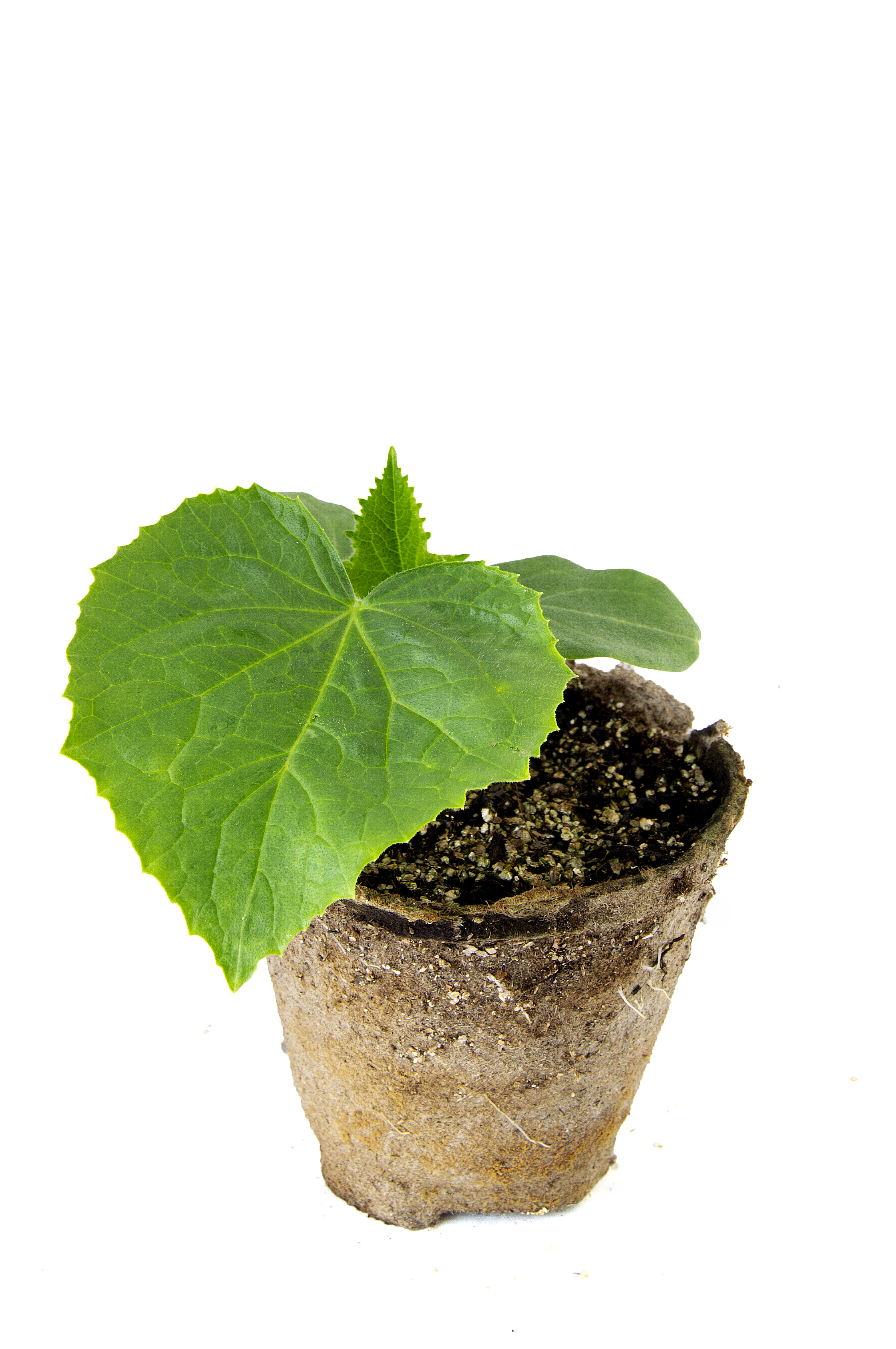 All N. Cucumis 'Charlotte' KRAV 10,5 cm