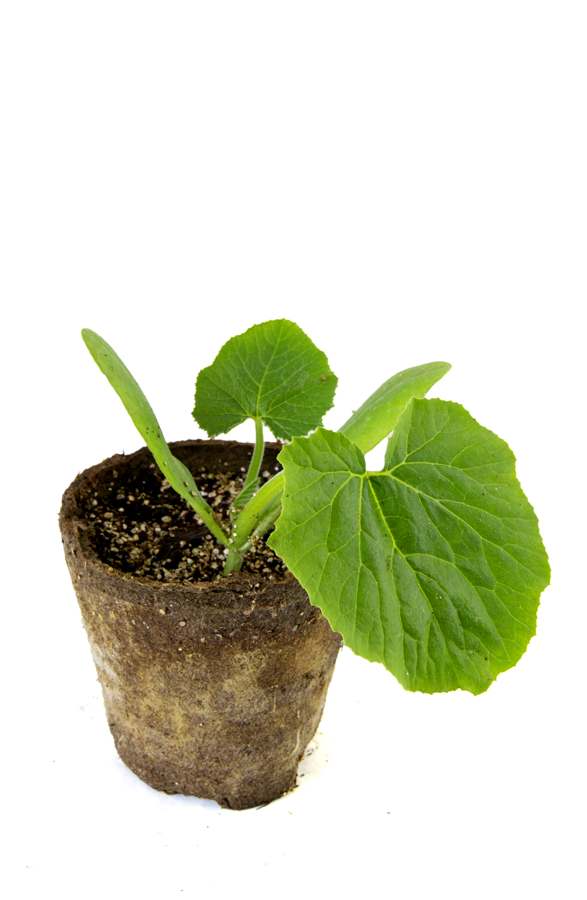 All N. Cucurbita 'Pepo' KRAV 10,5 cm