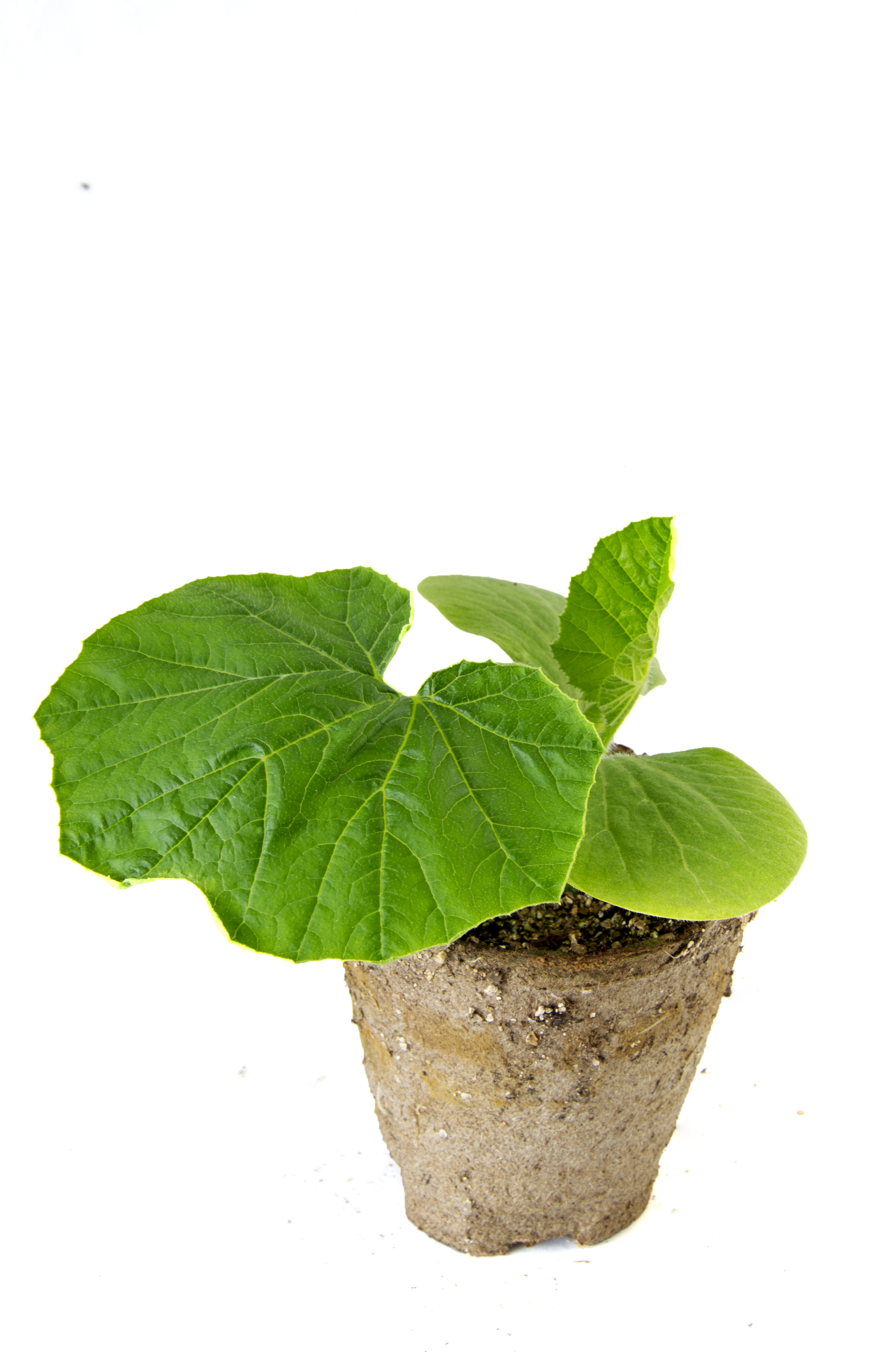 All N. Cucurbita 'Pepo Yellow' KRAV 10,5 cm