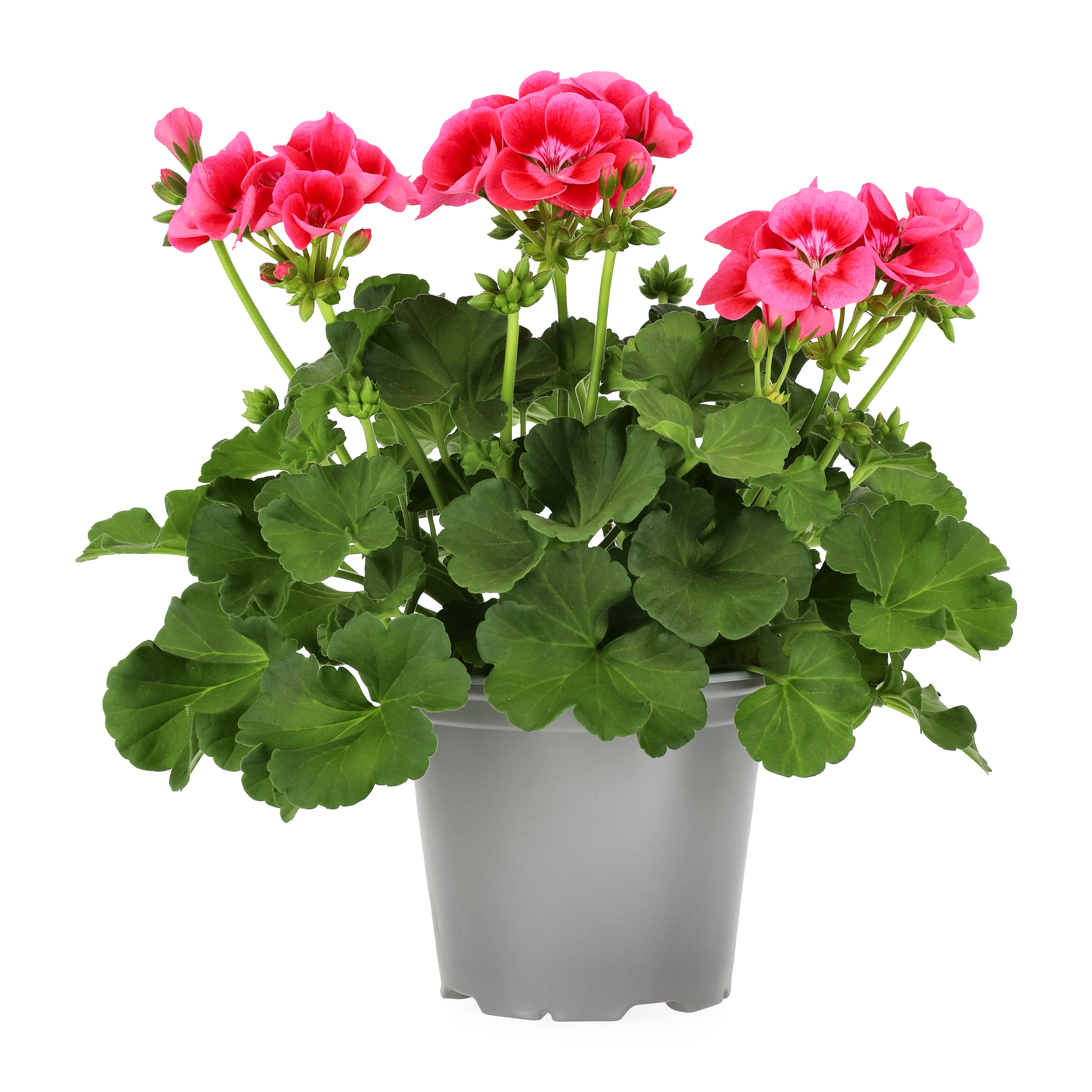 Geranium 'Pretty Little Pink Splash'