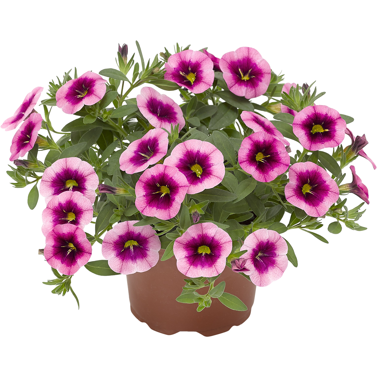 Småpetunia tvåfärgad