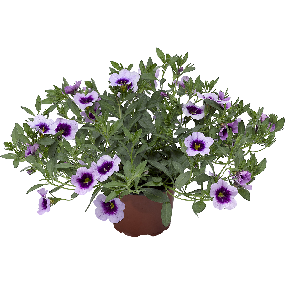 Småpetunia