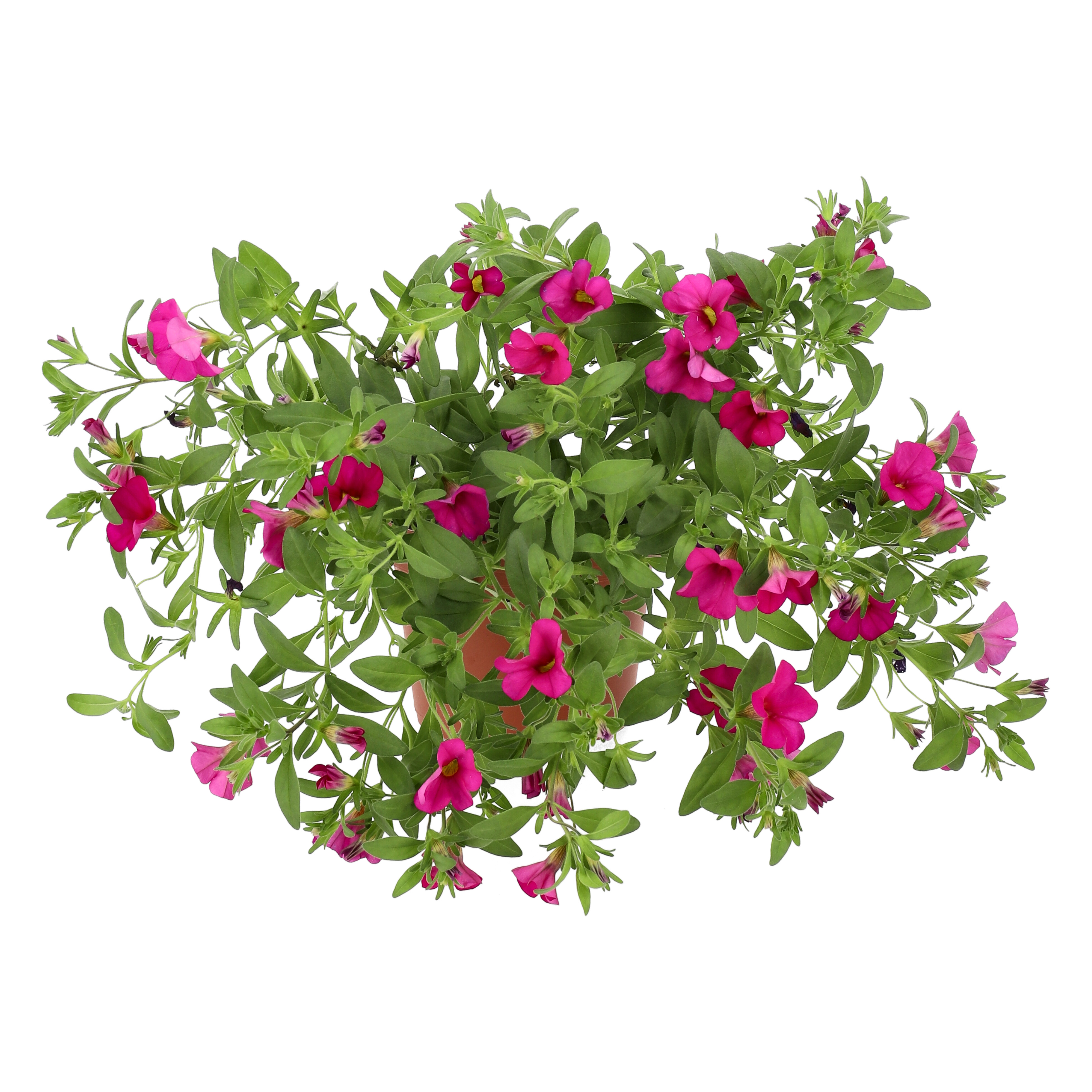 Calibrachoa Pink 12 cm