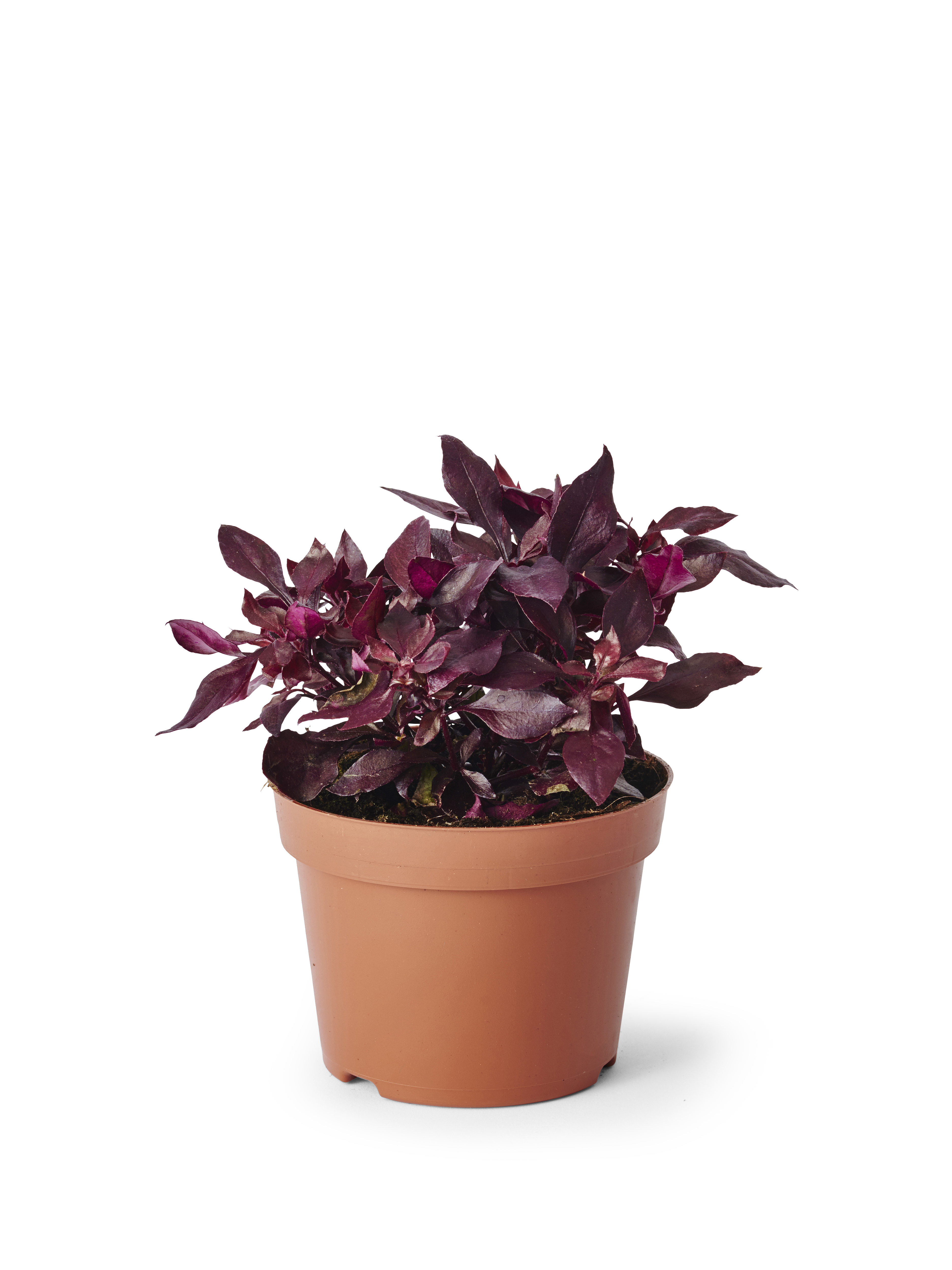 Papegøyeblad 'Choco Chili'