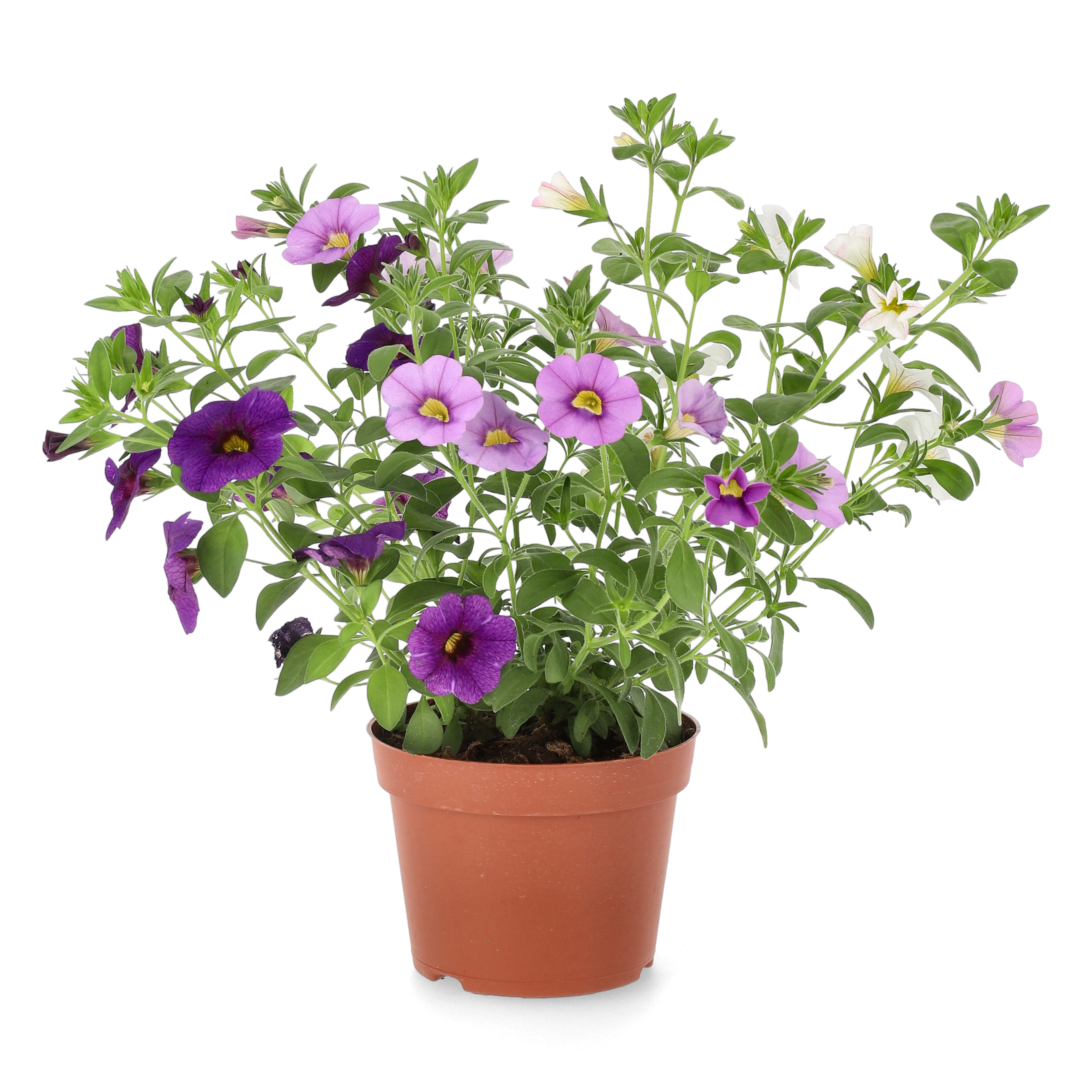 Småpetunia