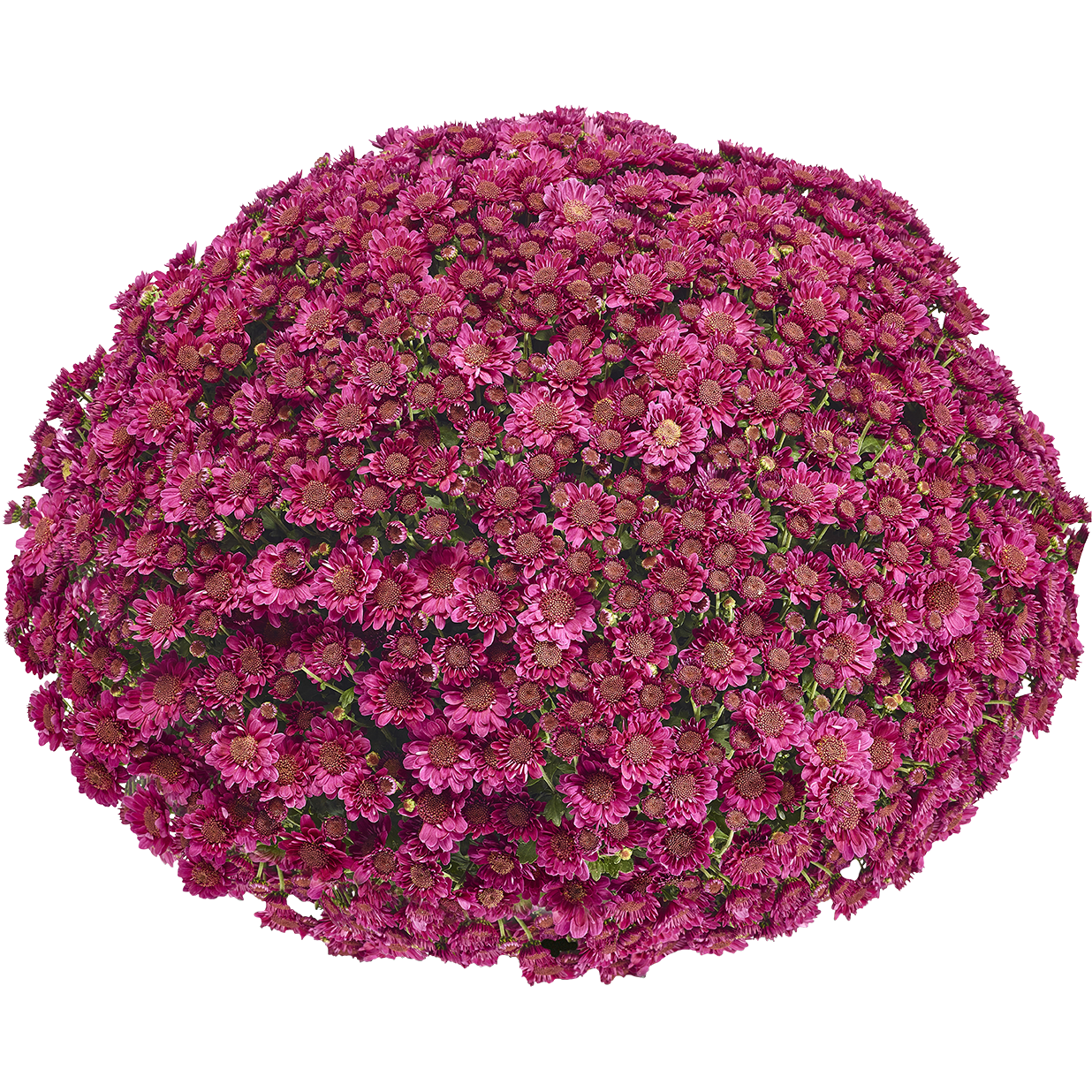 Ball cross 'Amarena'