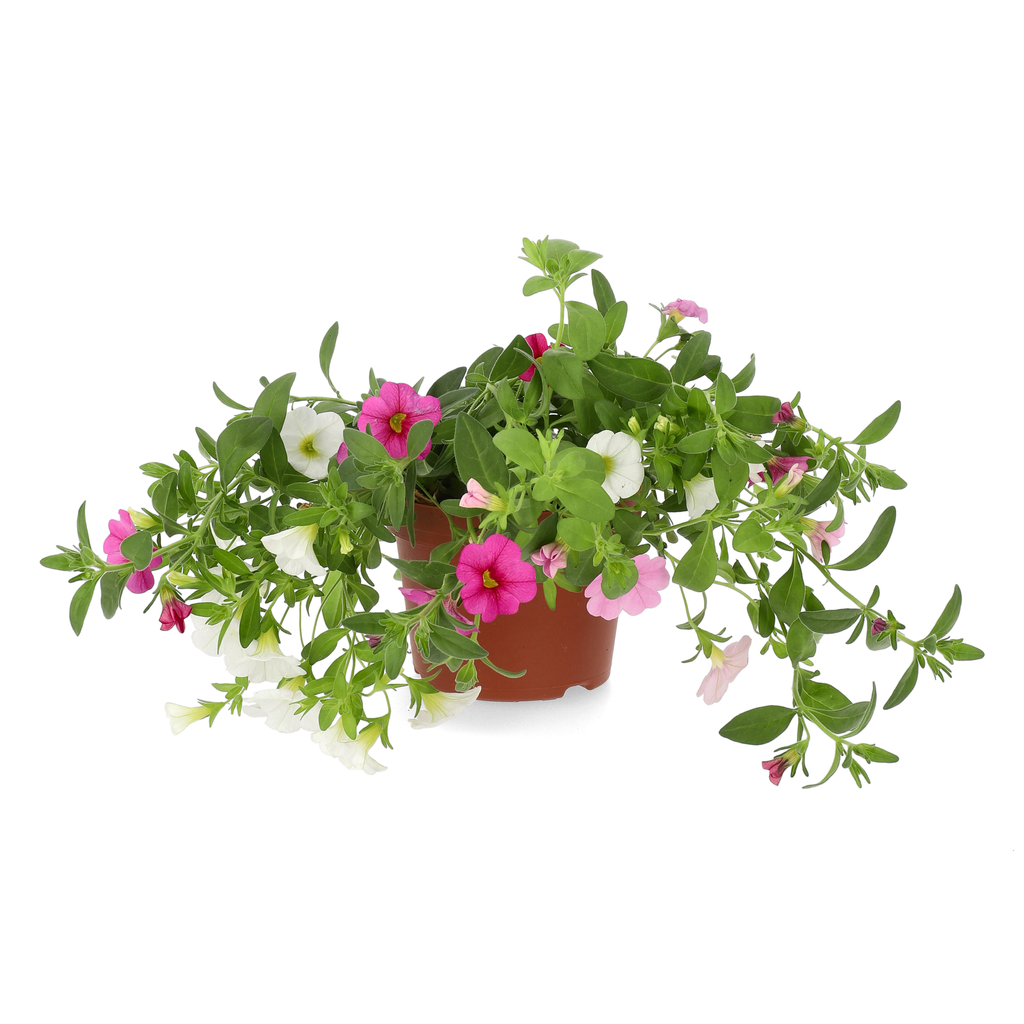 Småpetunia