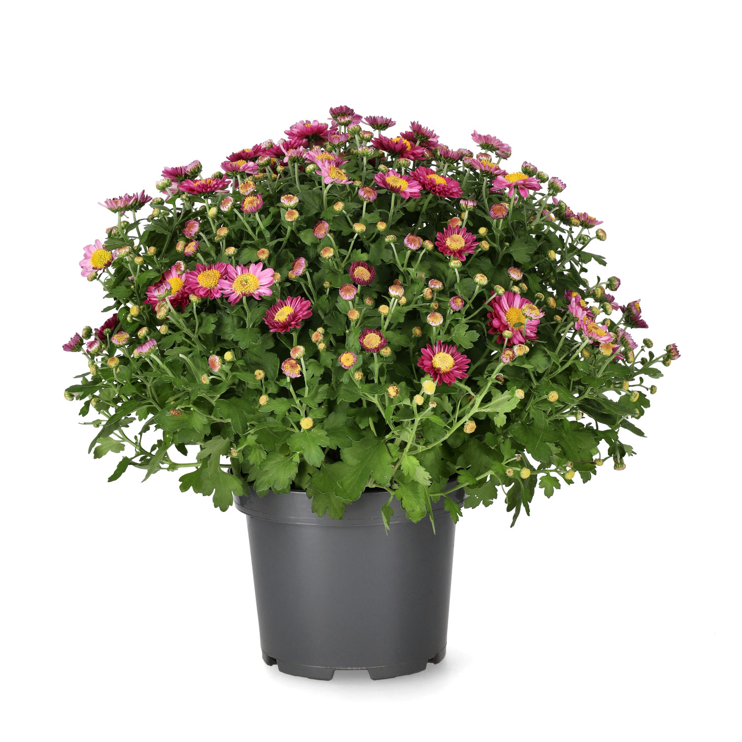 Ball cross 'Amarena'