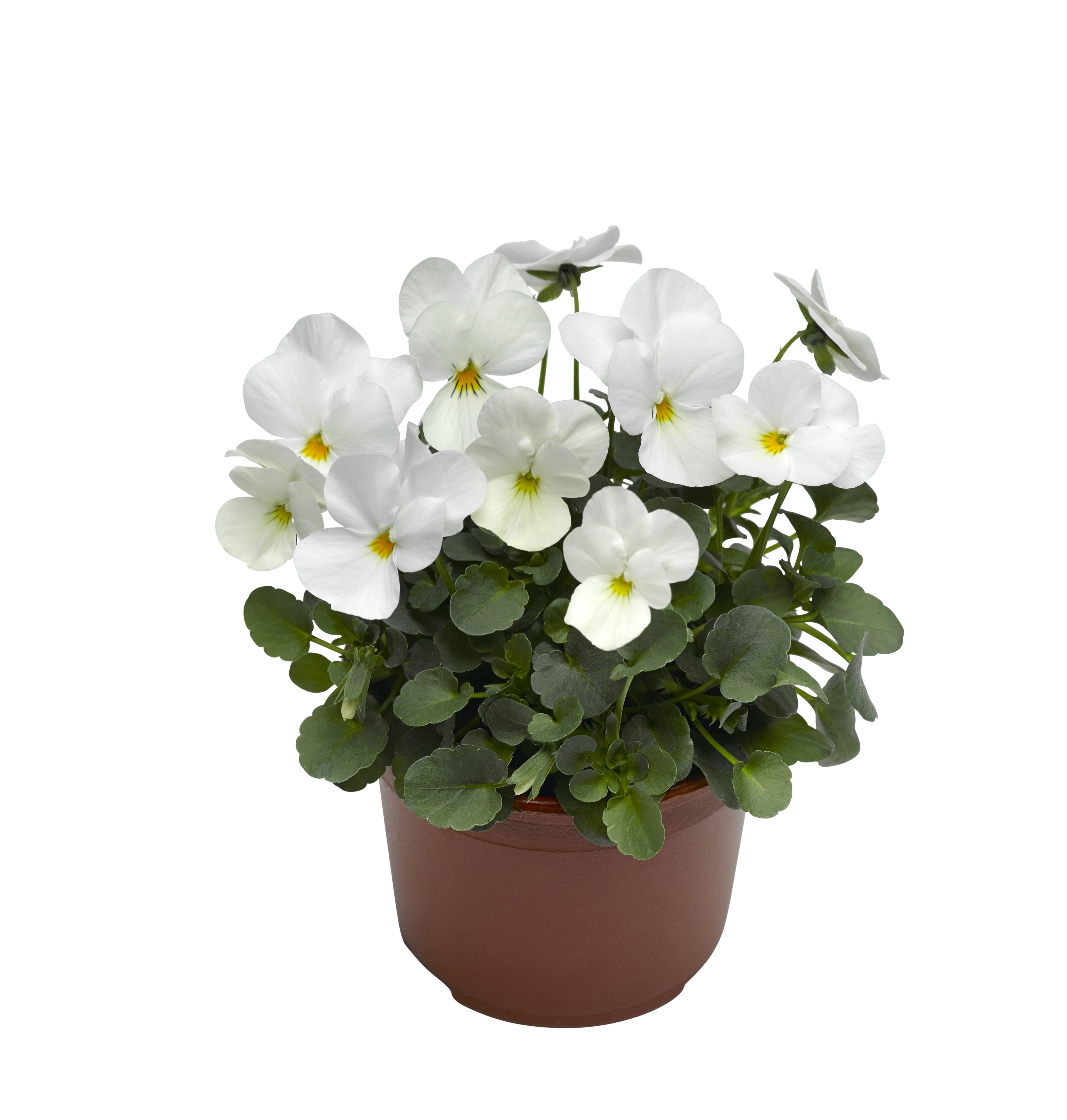 Viola small fl. White 12 cm