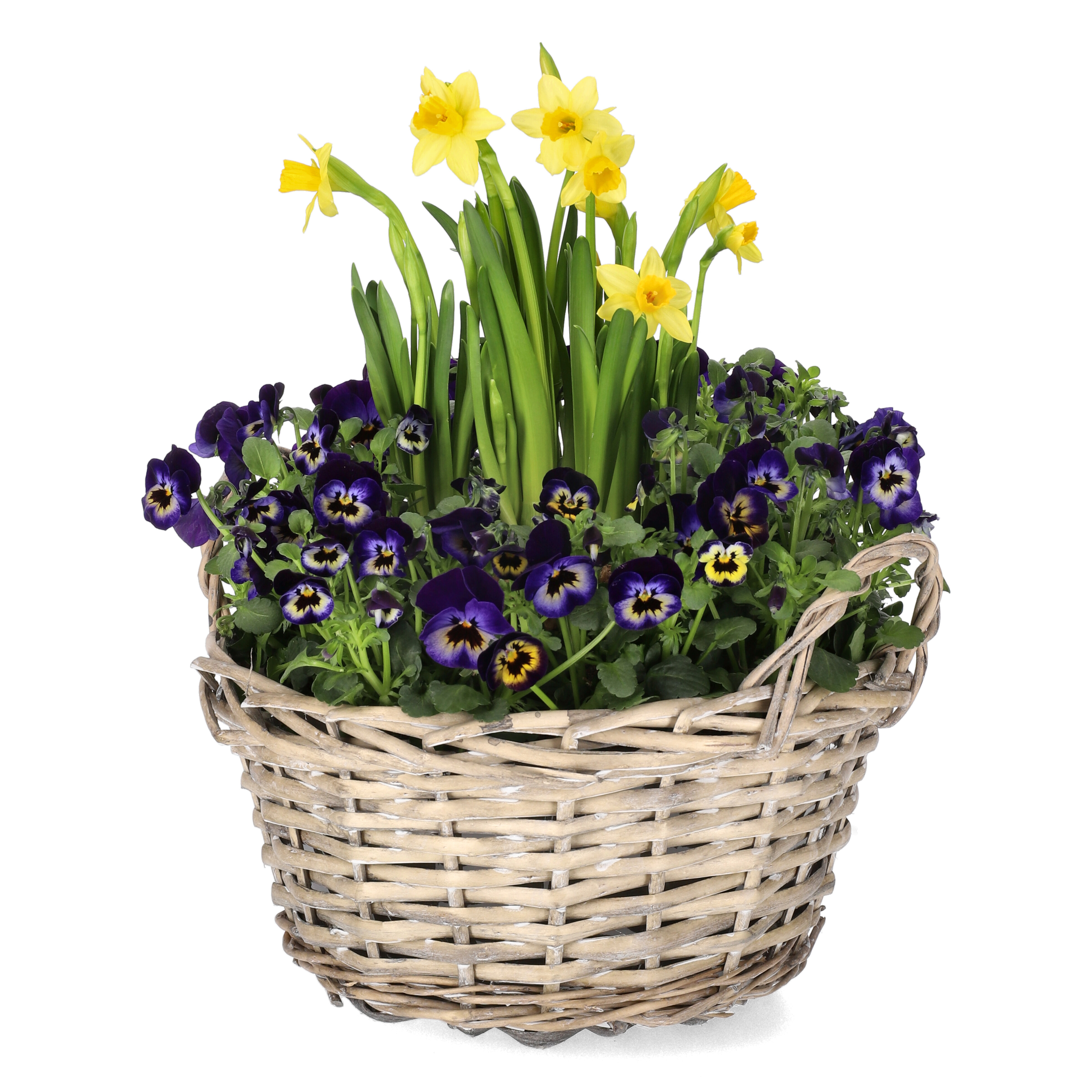 Stemor og påskelilje