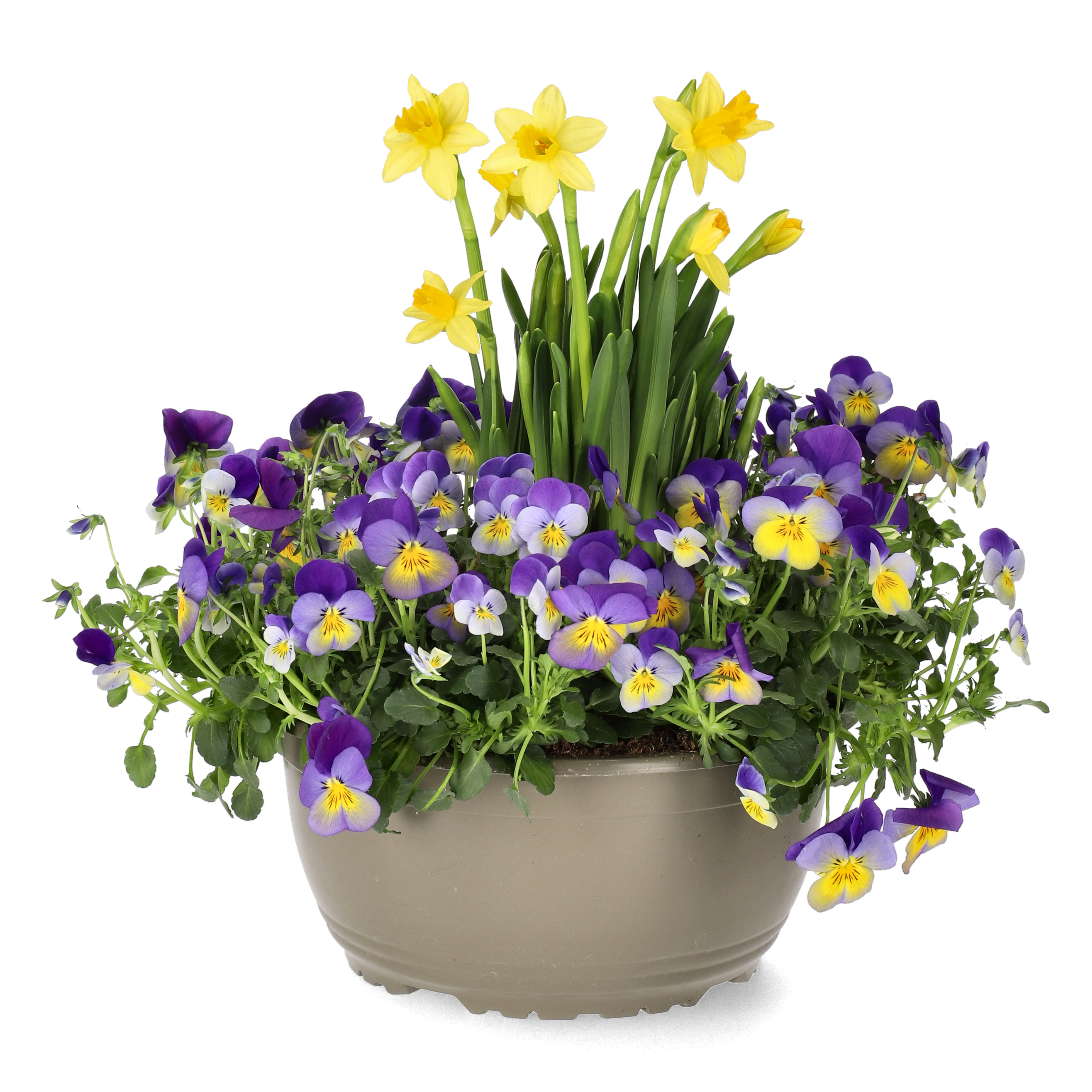 Romantic G. Viola, Narciss Bicolor bowl 21 cm