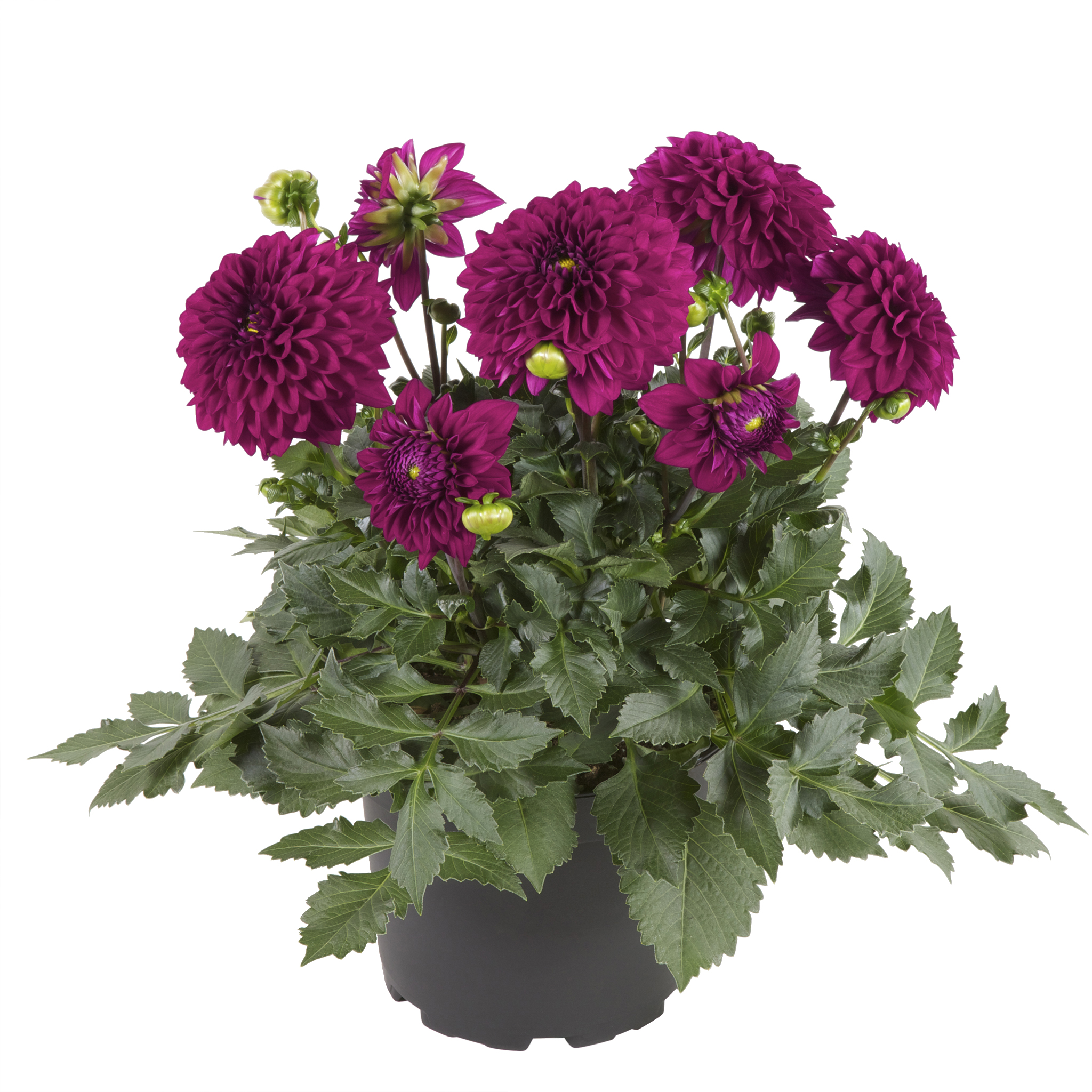 Dahlia green leaf, double fl. Purple 19 cm