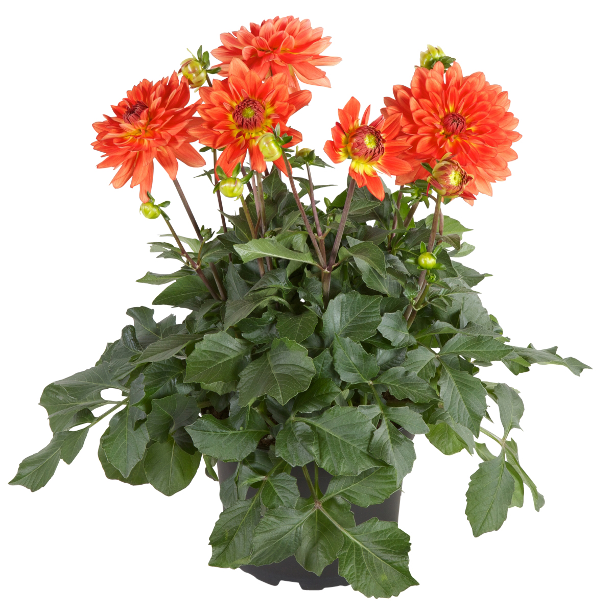 Dahlia green leaf, double fl. Orangish 19 cm