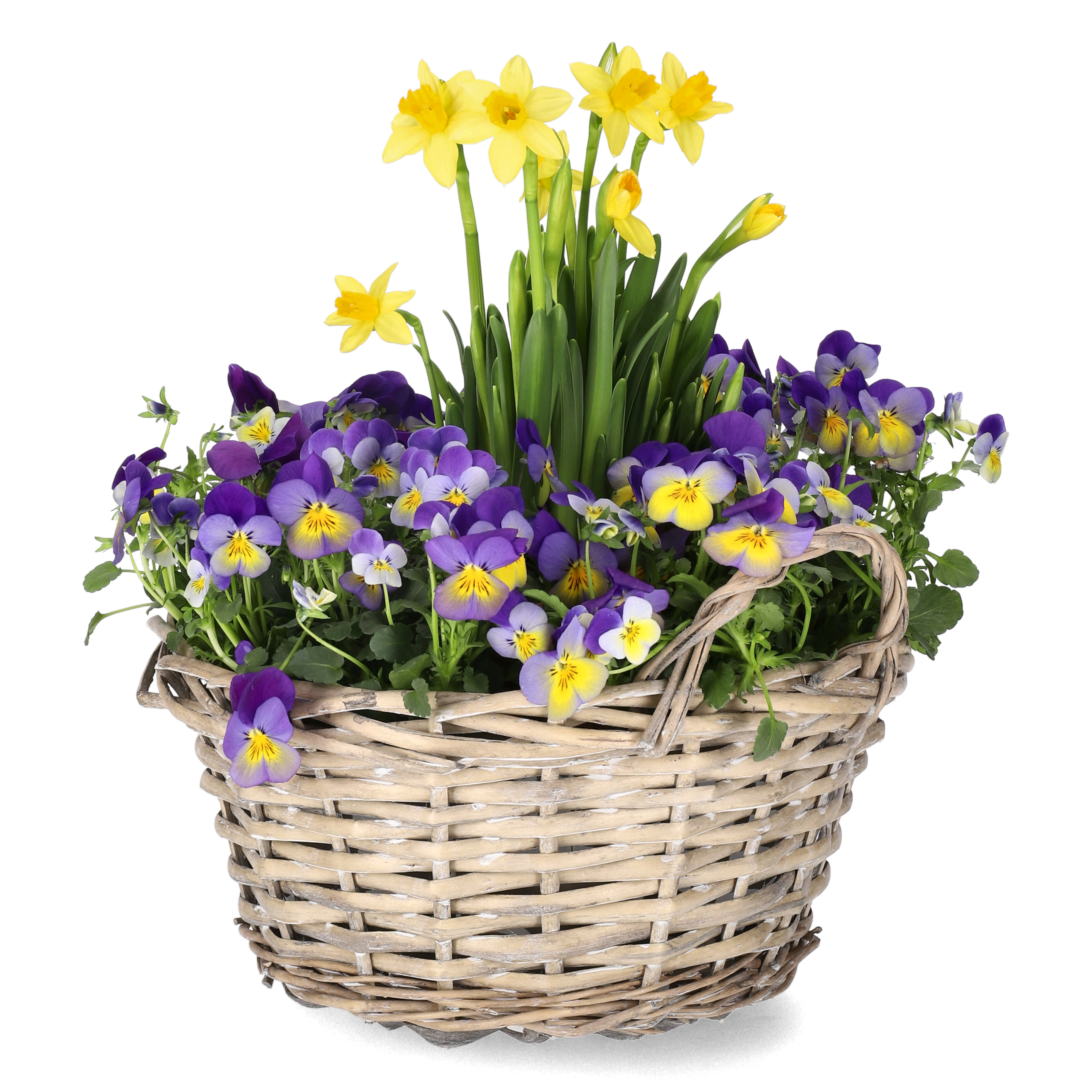 Romantic G. Viola, Narciss Bicolor bowl 21 cm