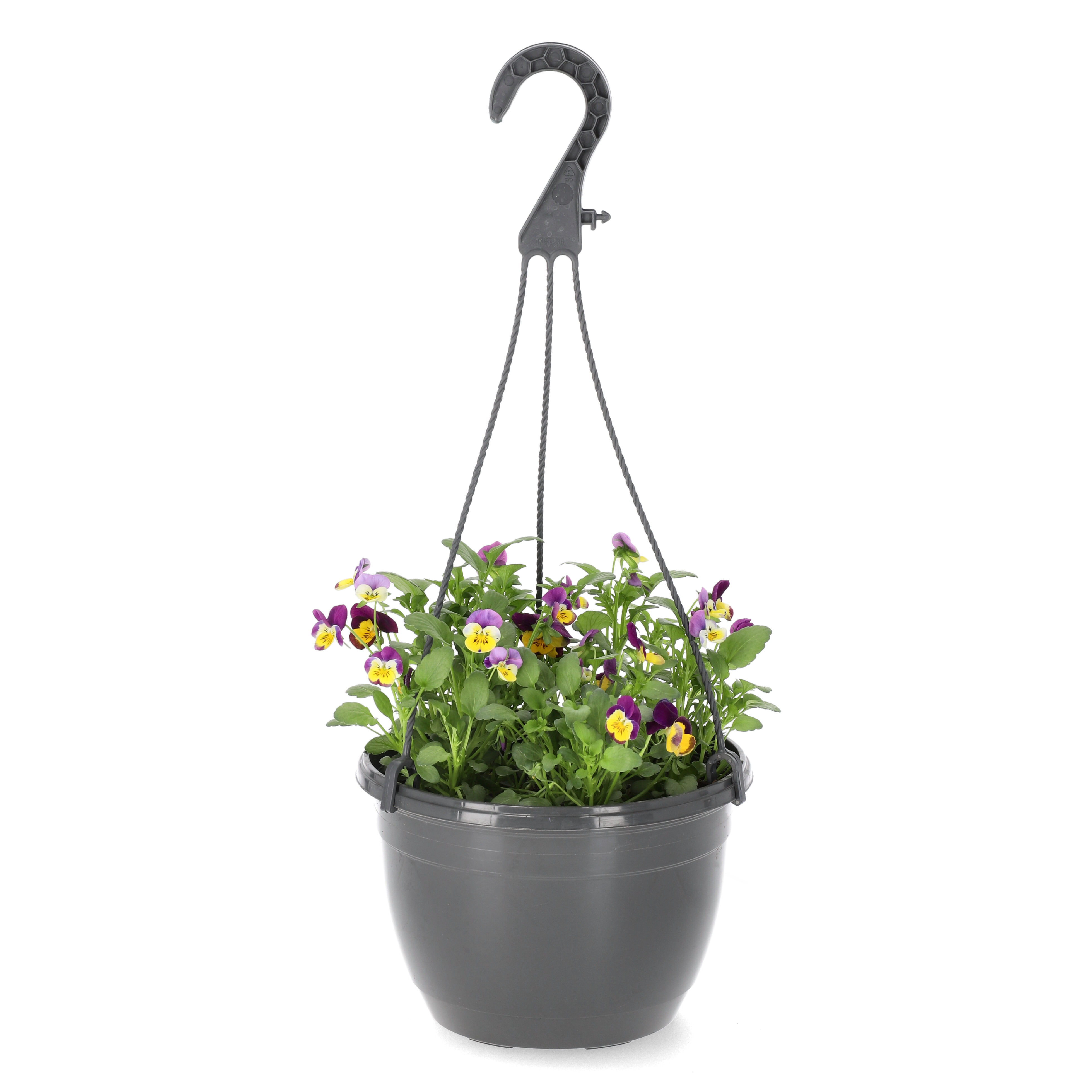 Viola h. basket 22 cm