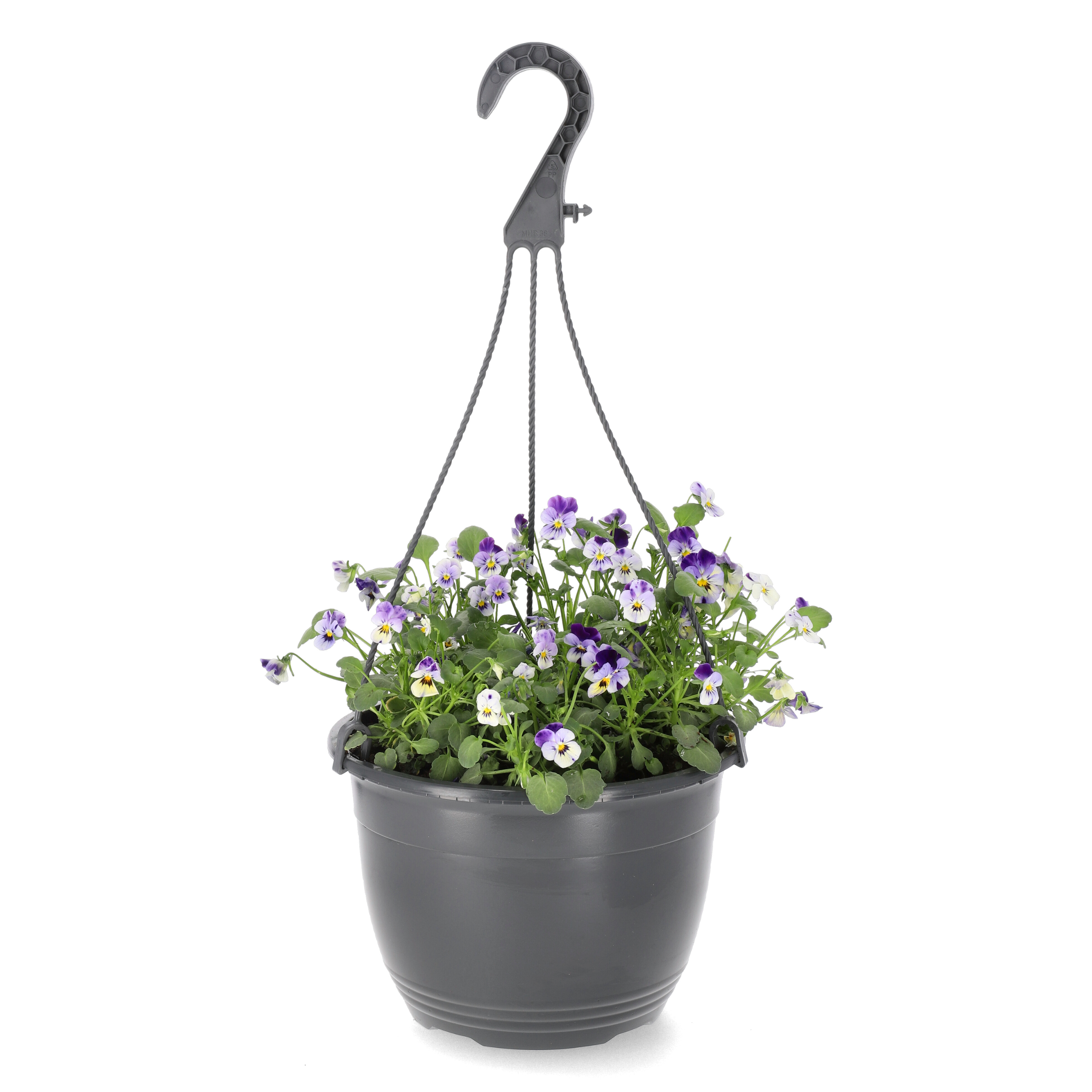Viola h. basket 22 cm