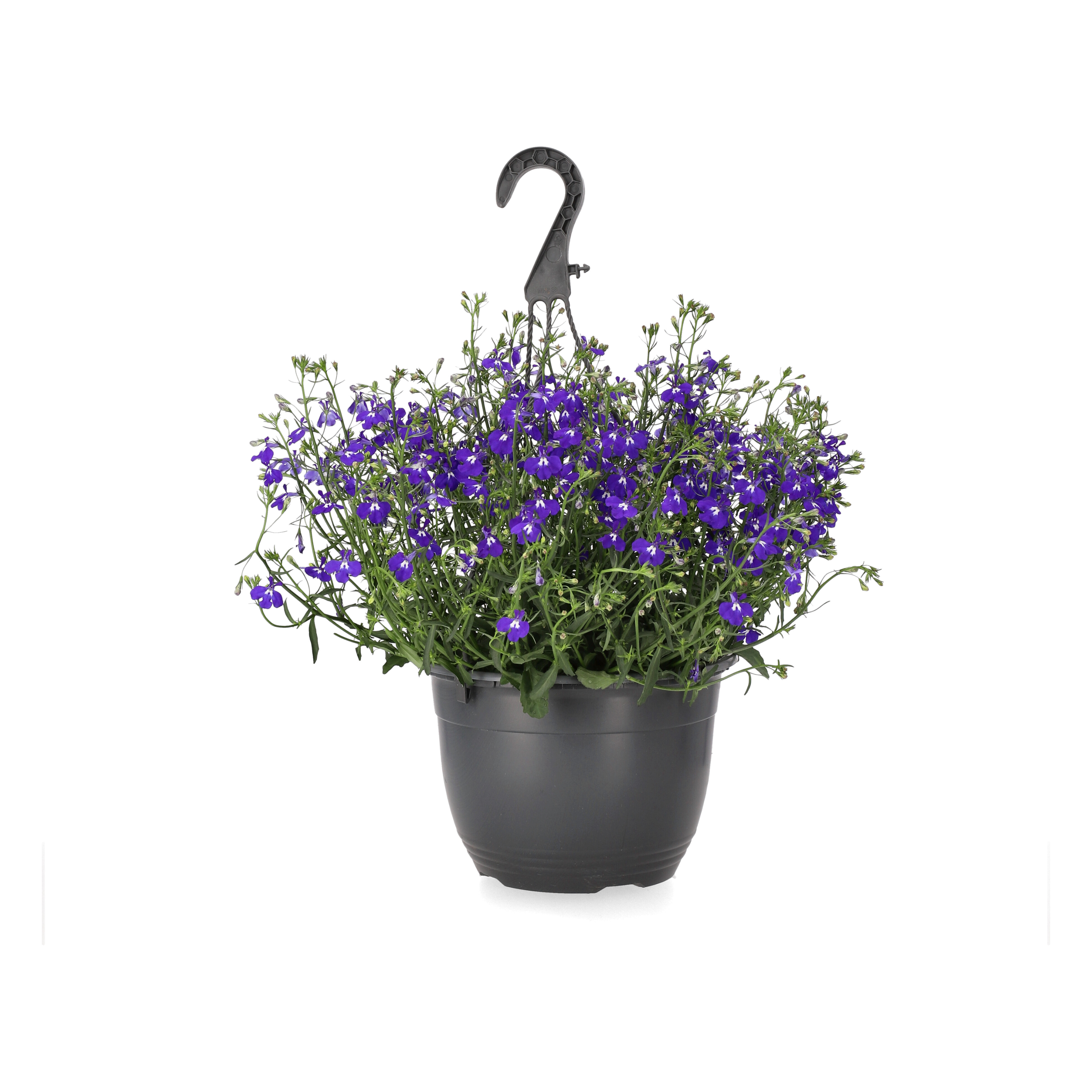 Lobelia h. basket Blue 22 cm