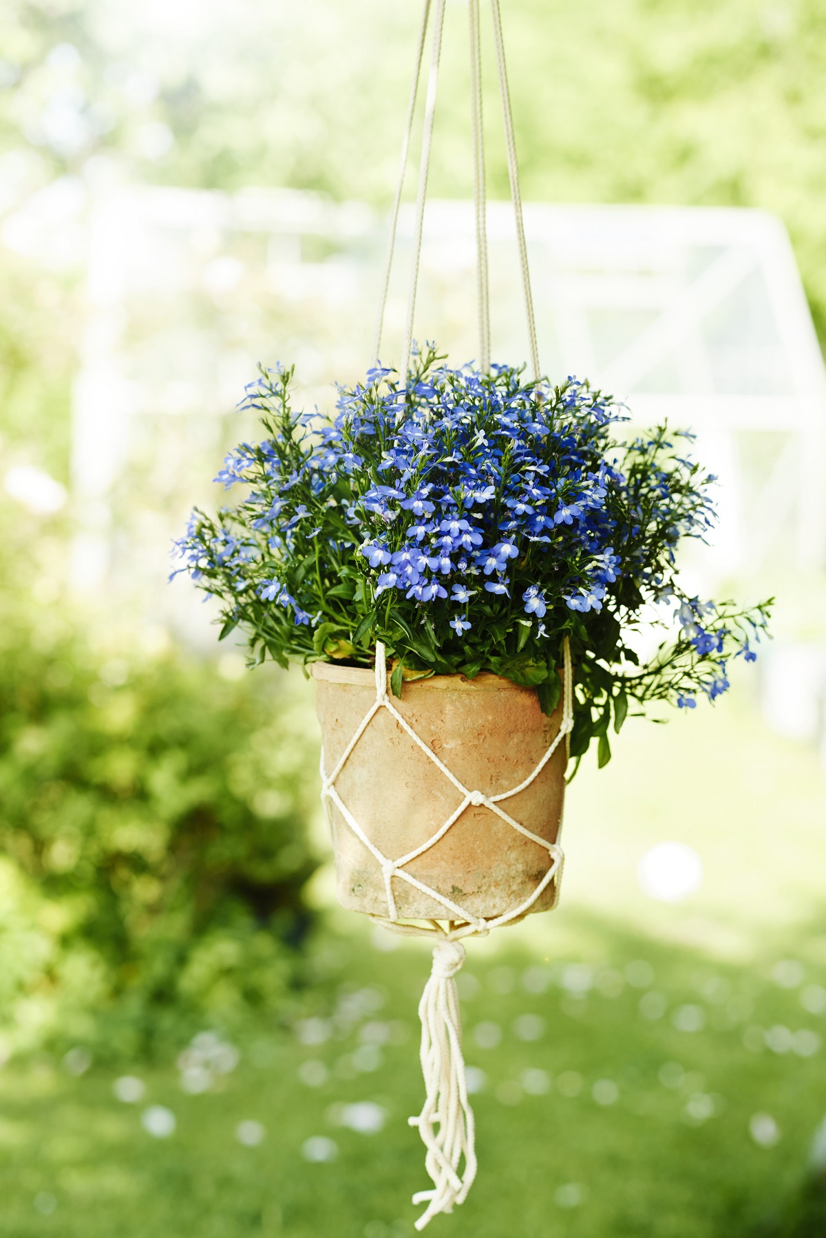 Lobelia h. basket Blue 22 cm