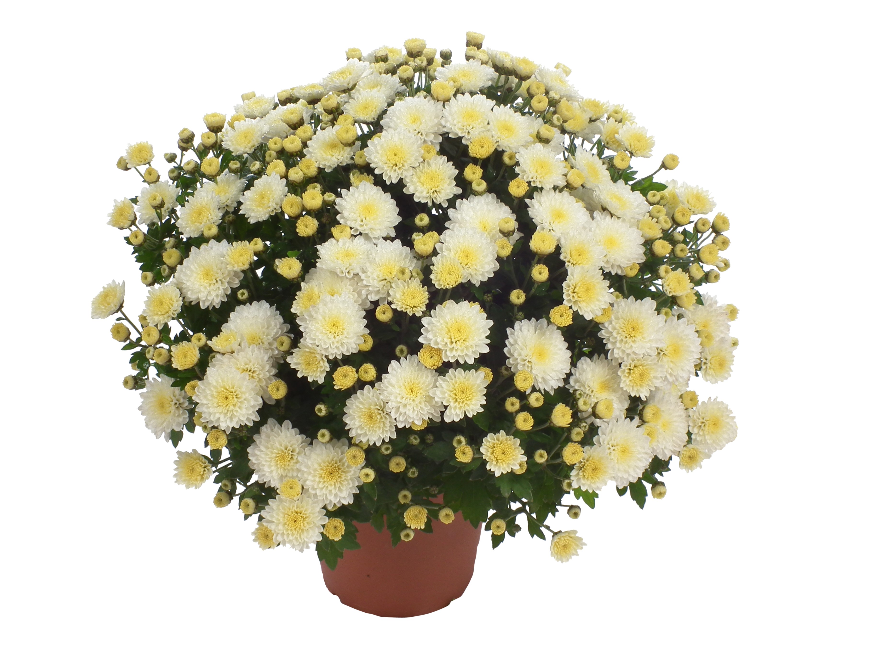 Chr. ind. White 12 cm