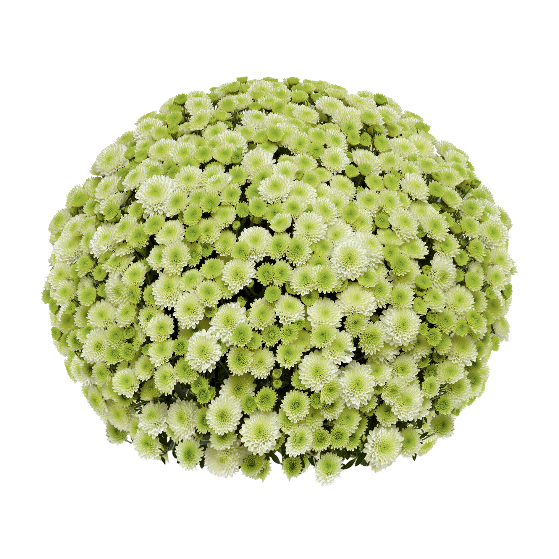 Frilandskrysantemum 'Primo Pistache'