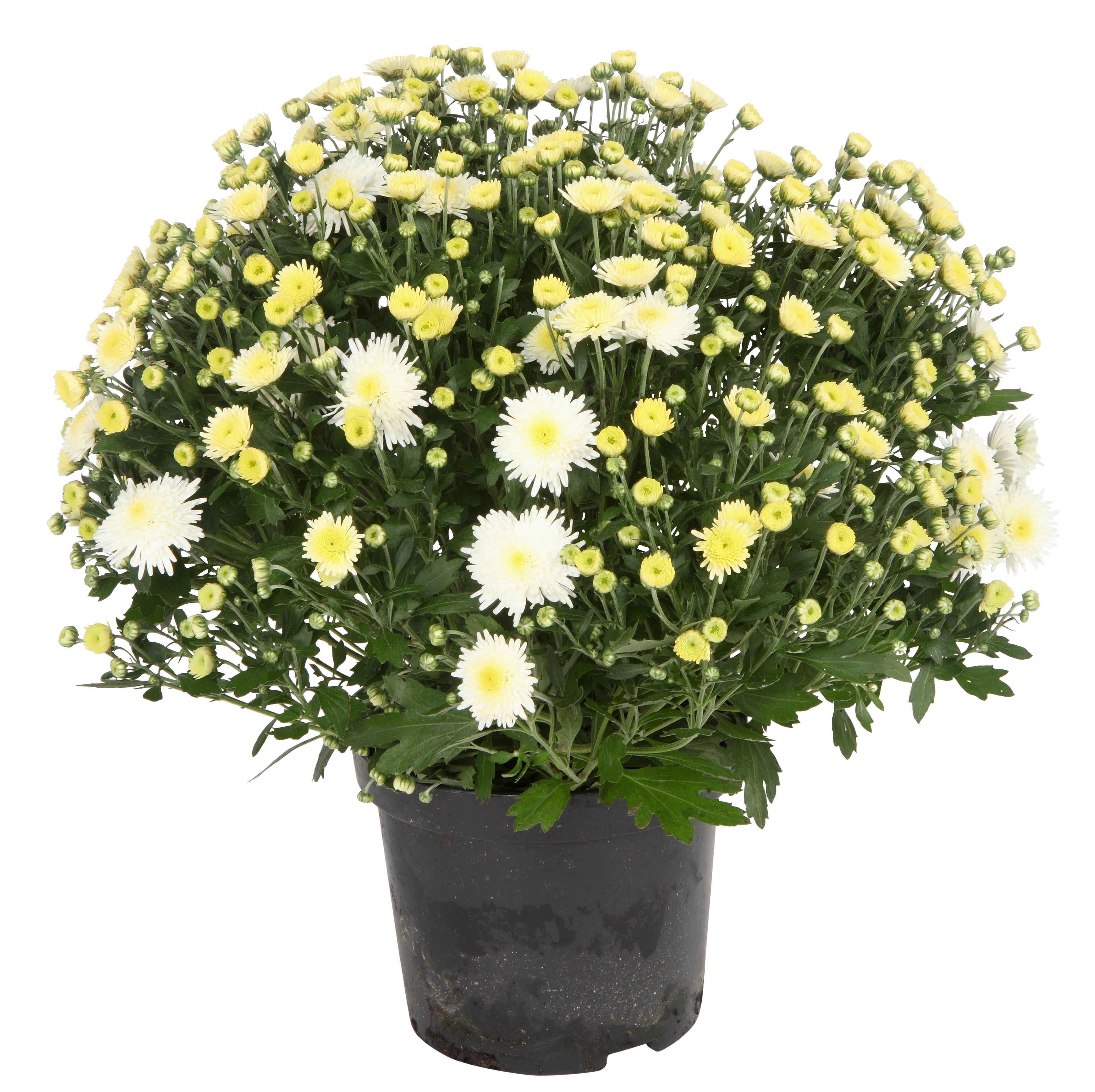 Chrysanthemum ind. White 19 cm