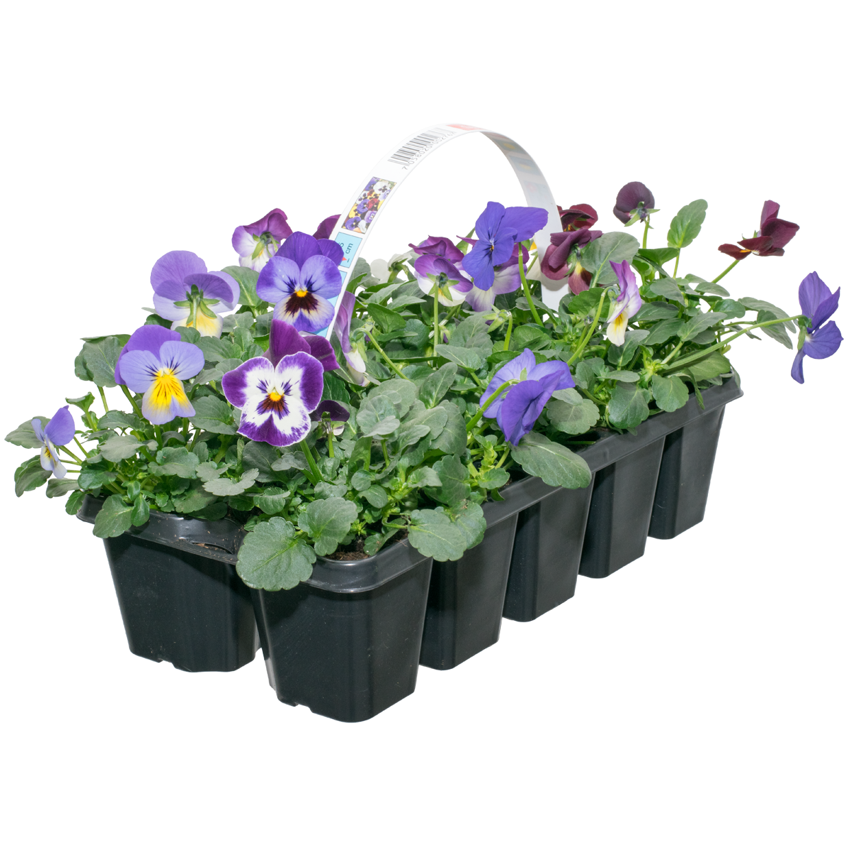 Stemor småblomstret