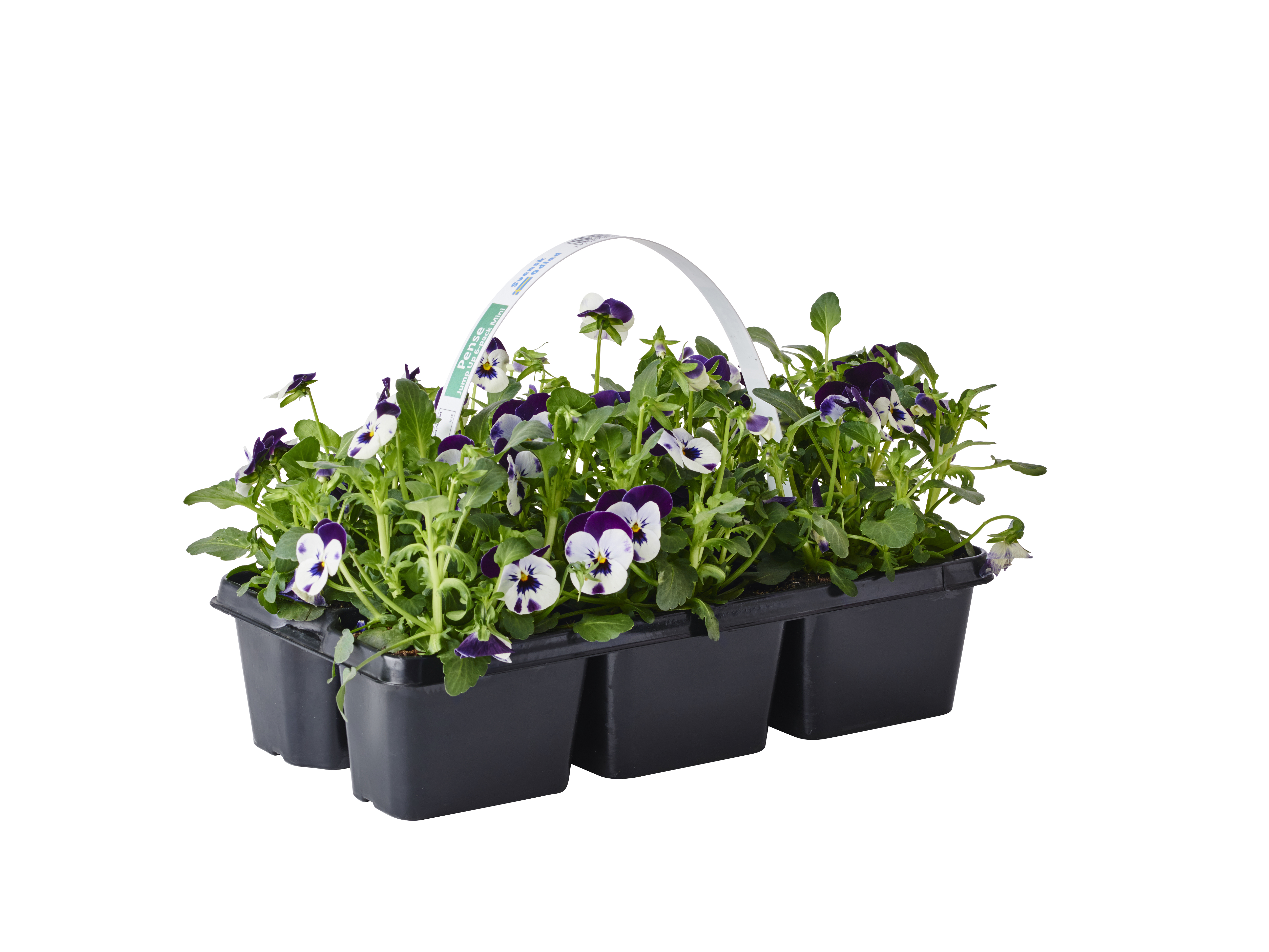 Viola small fl. Bicolor 6-pack