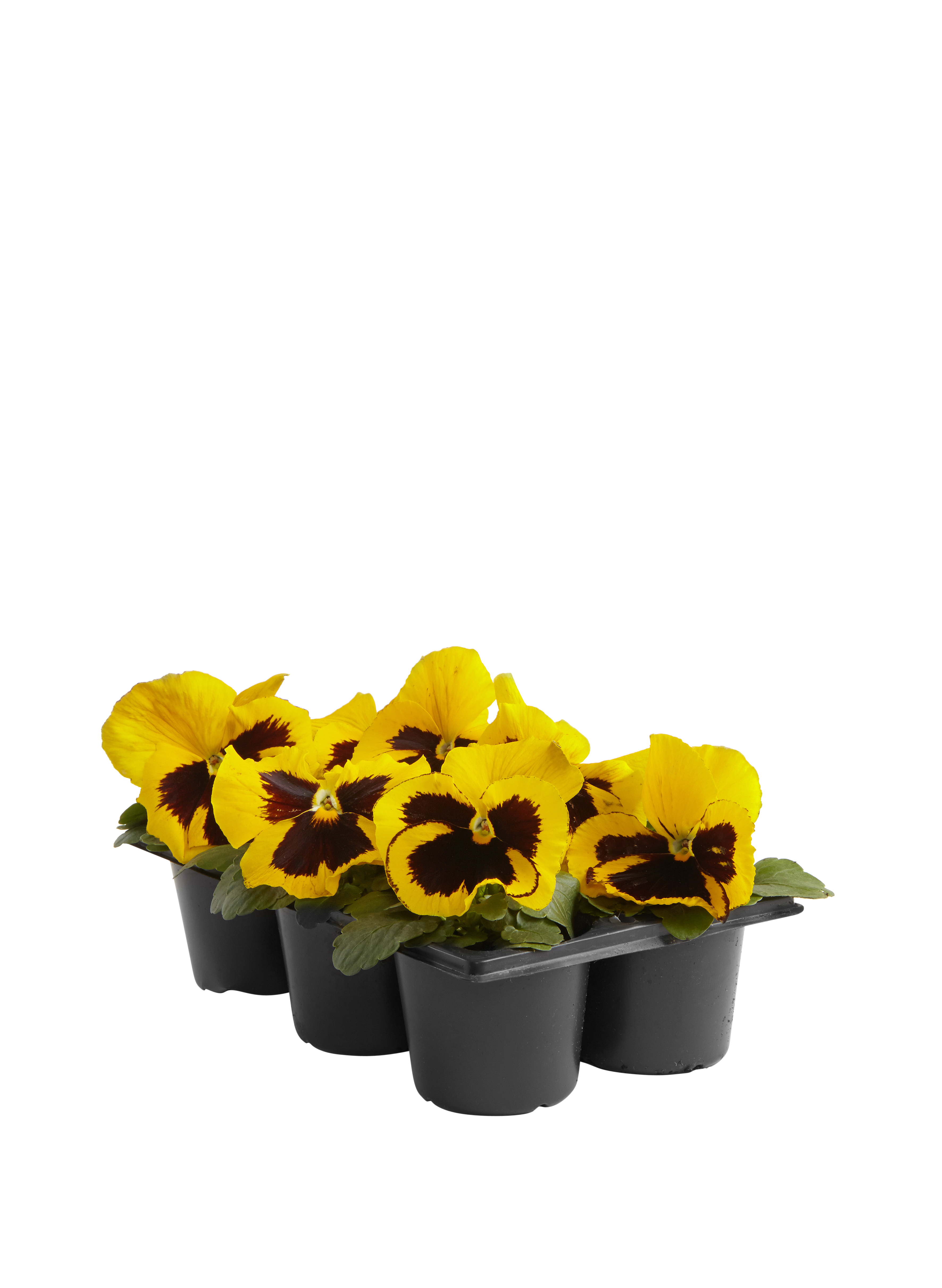 Stemor storblomstret