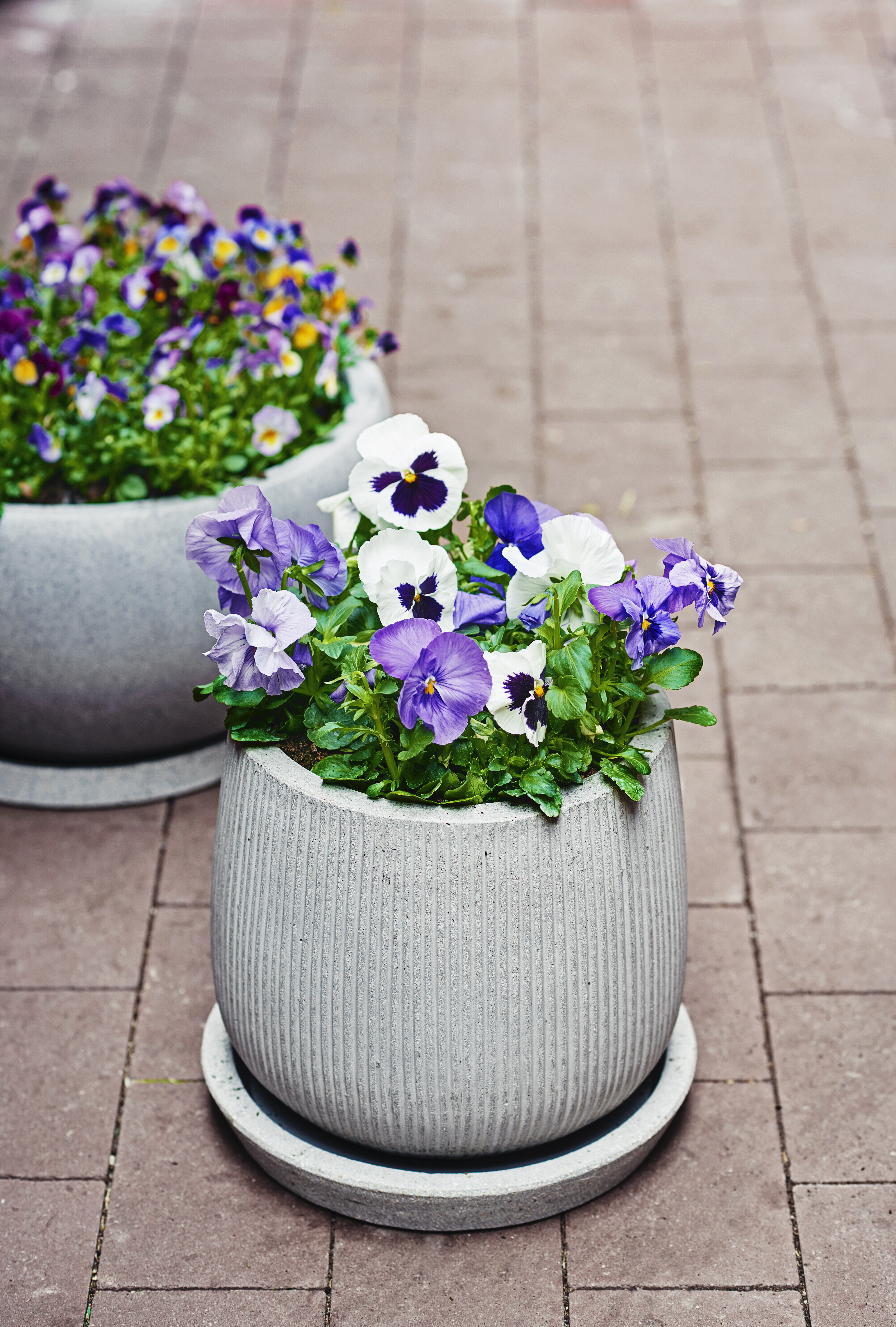 Viola small fl. Bicolor 6-pack