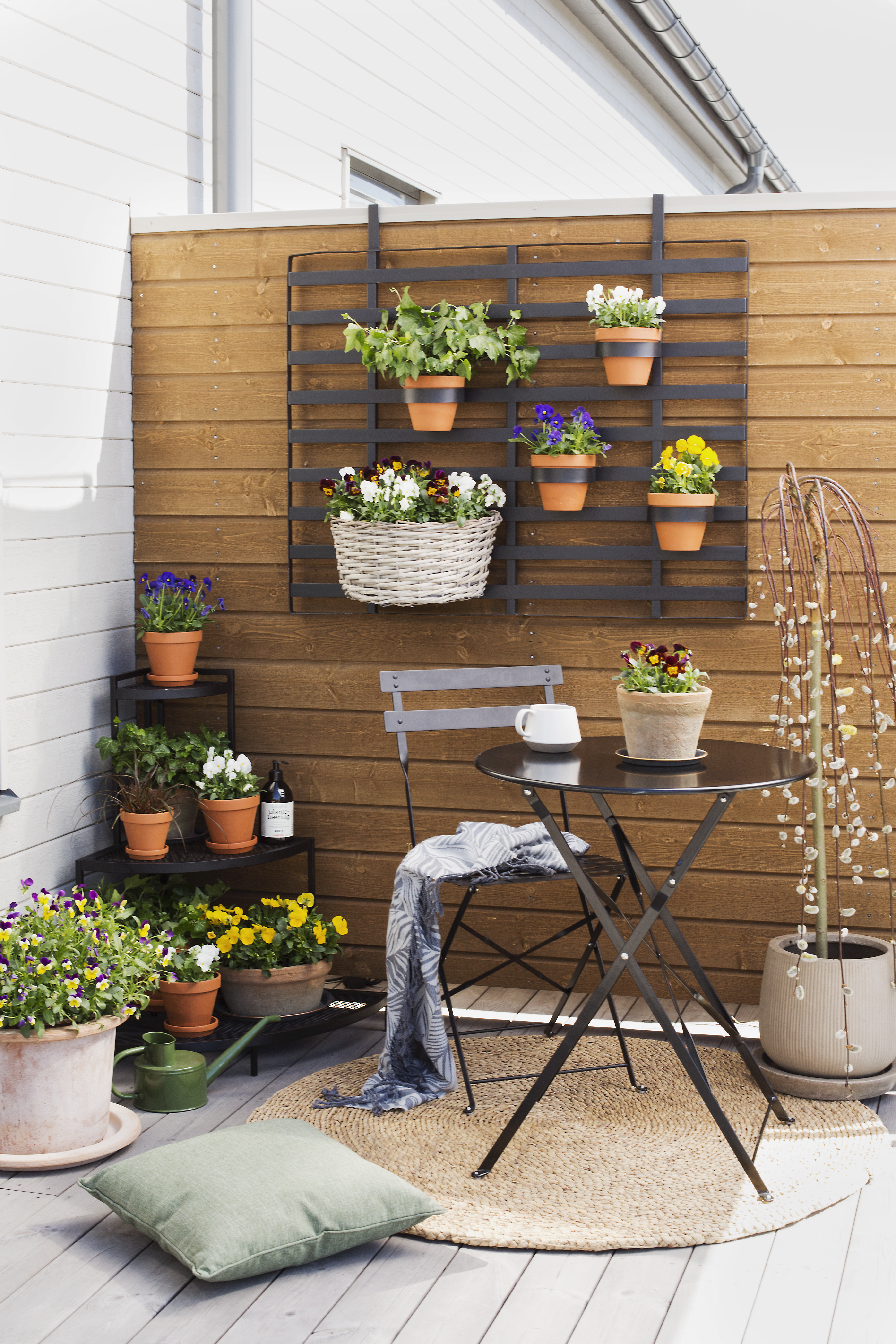 Viola small fl. Bicolor 6-pack