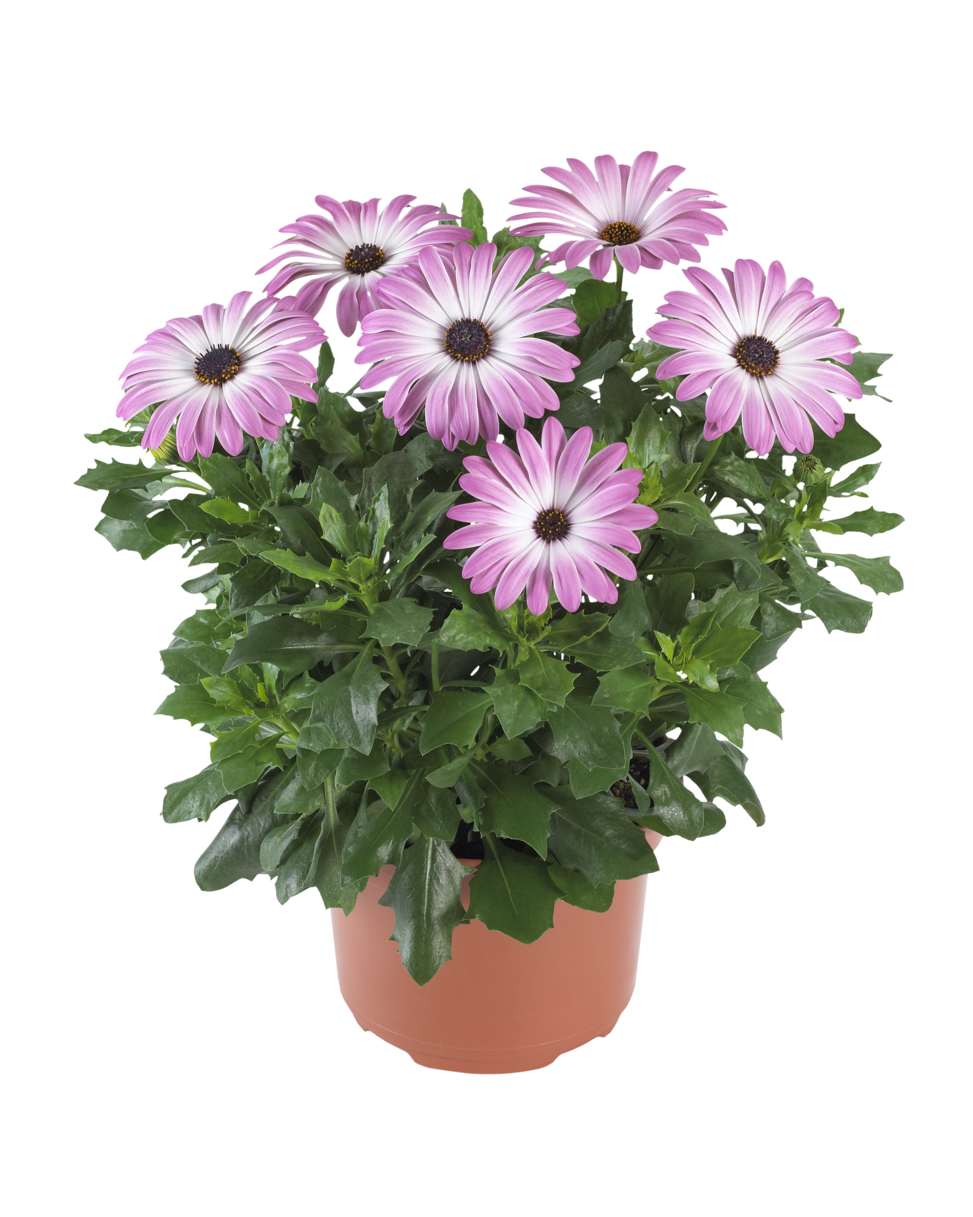 Osteospermum Pink 19 cm