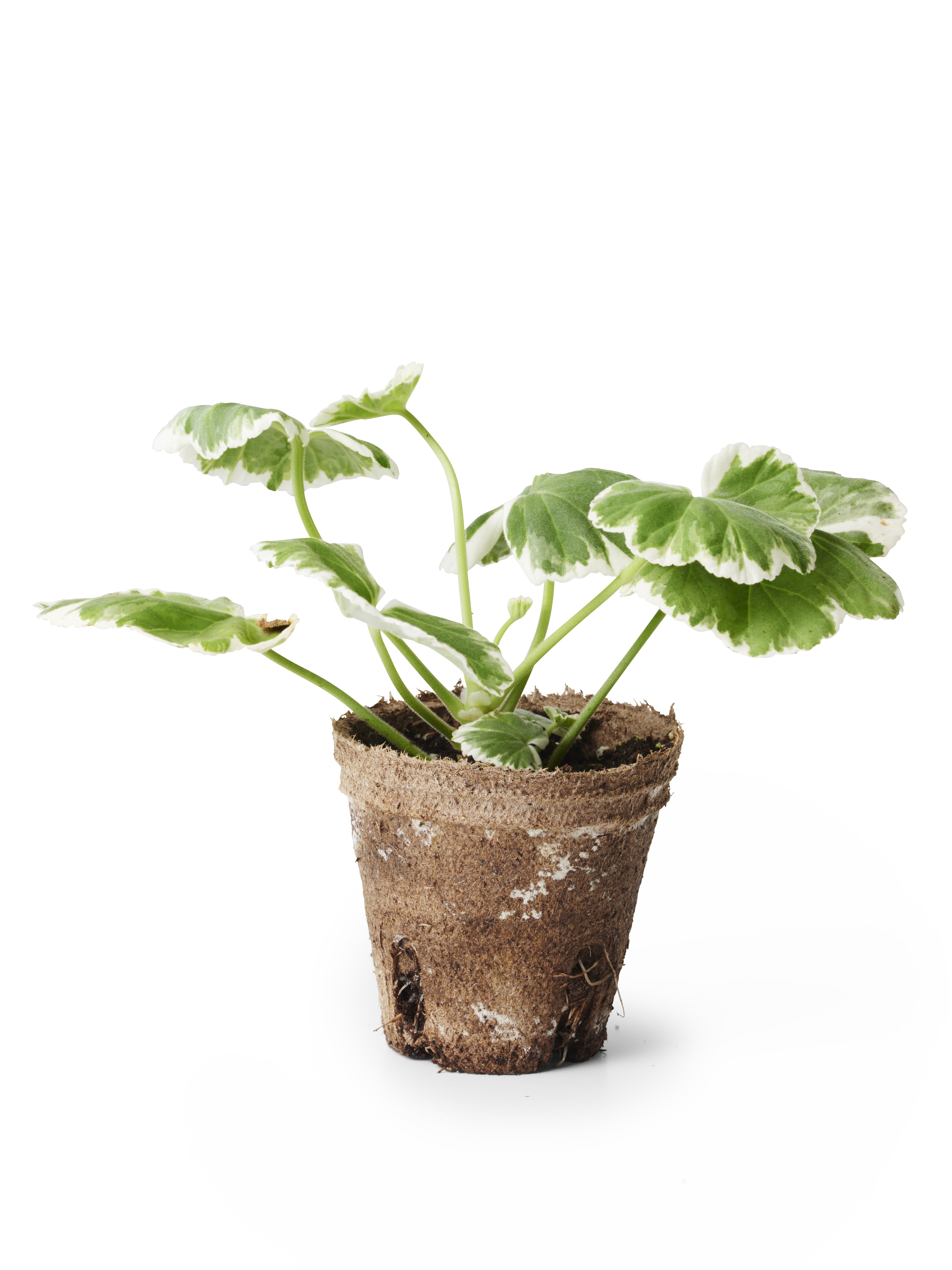 Zonalpelargon stickling