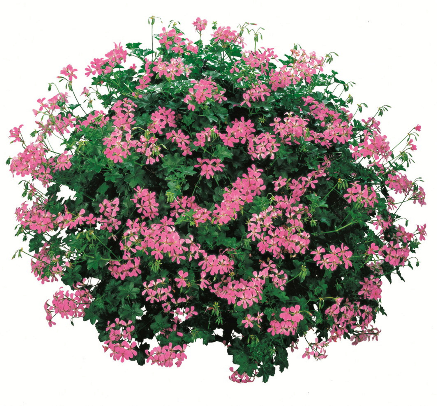 Slyngpelargonia stikling