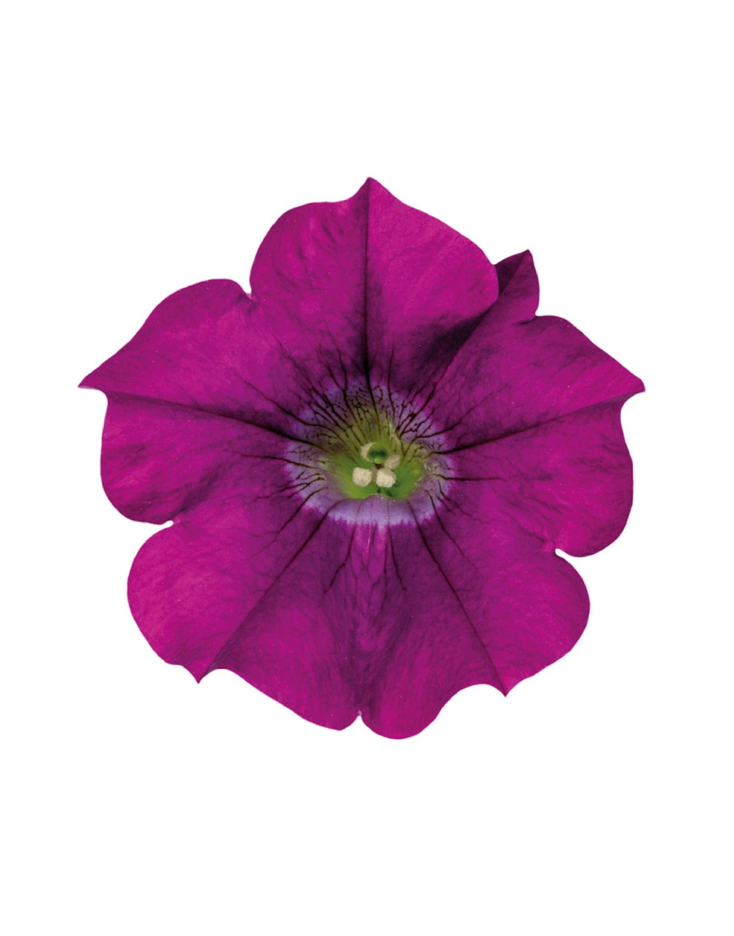 Petunia 6 cm