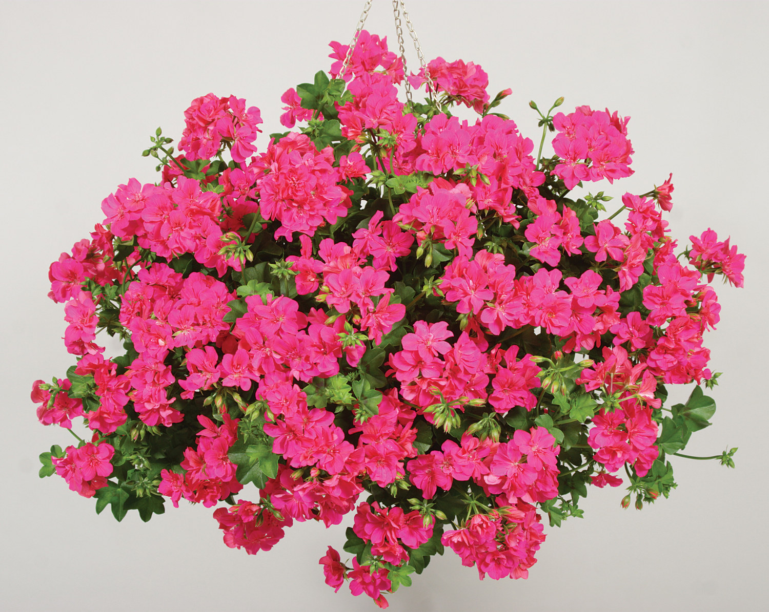 Slyngpelargonia stikling