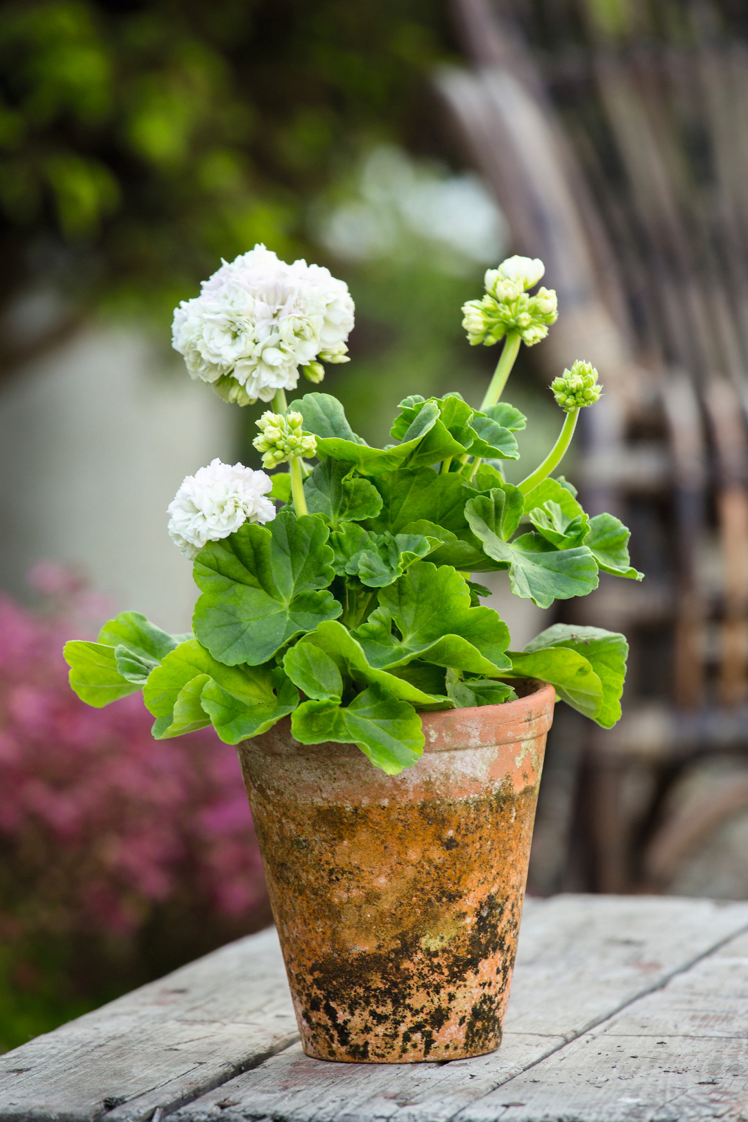 Zonalpelargon stickling