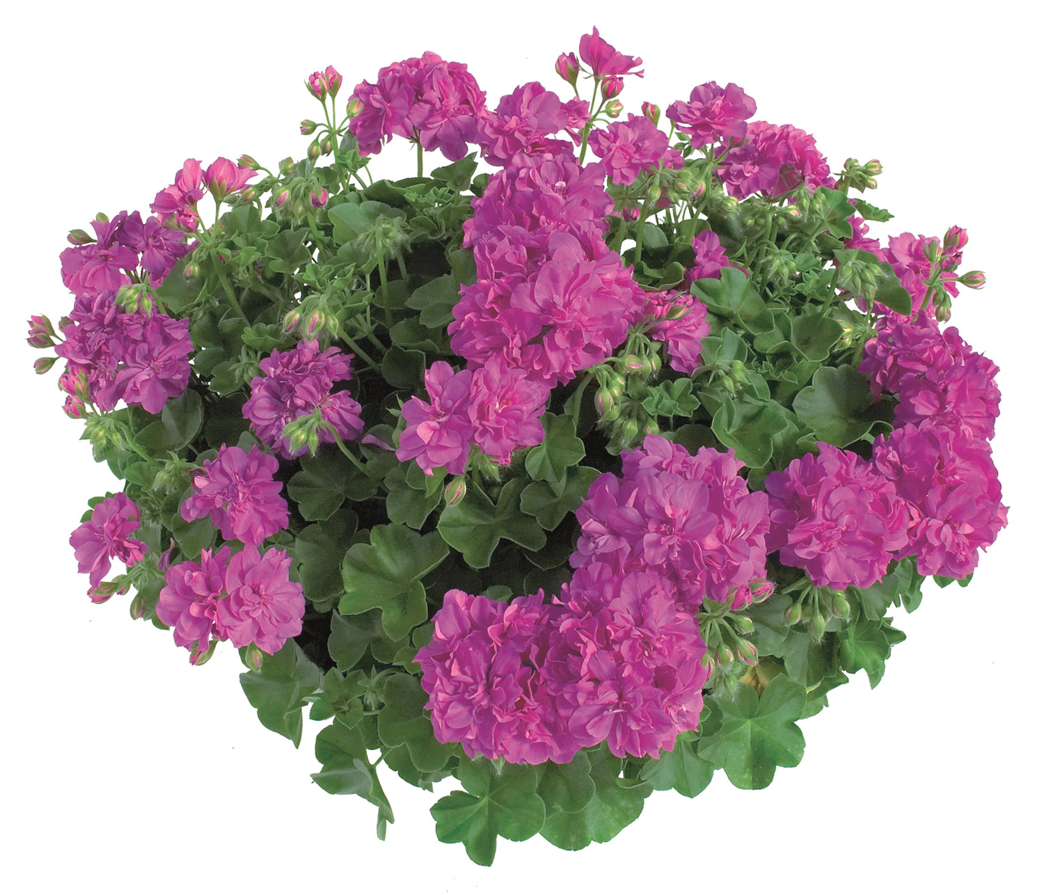 Slyngpelargonia stikling