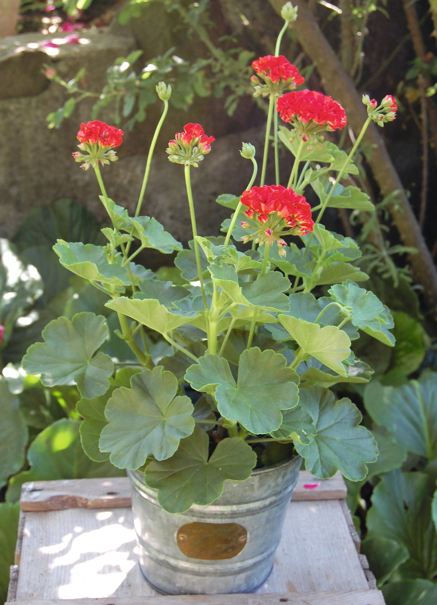 Zonalpelargon stickling