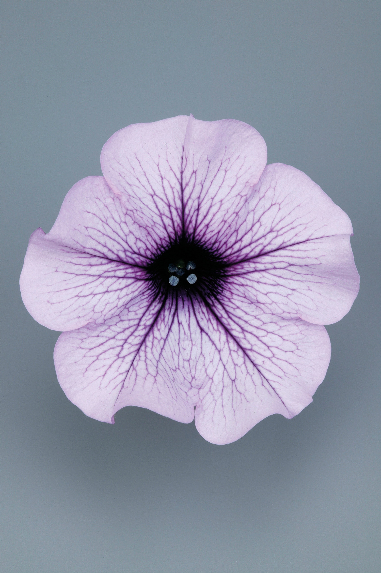 Petunia 6 cm