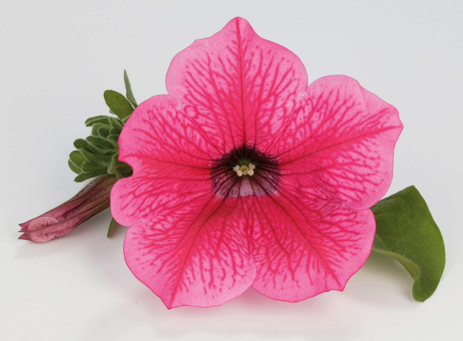 Petunia 6 cm