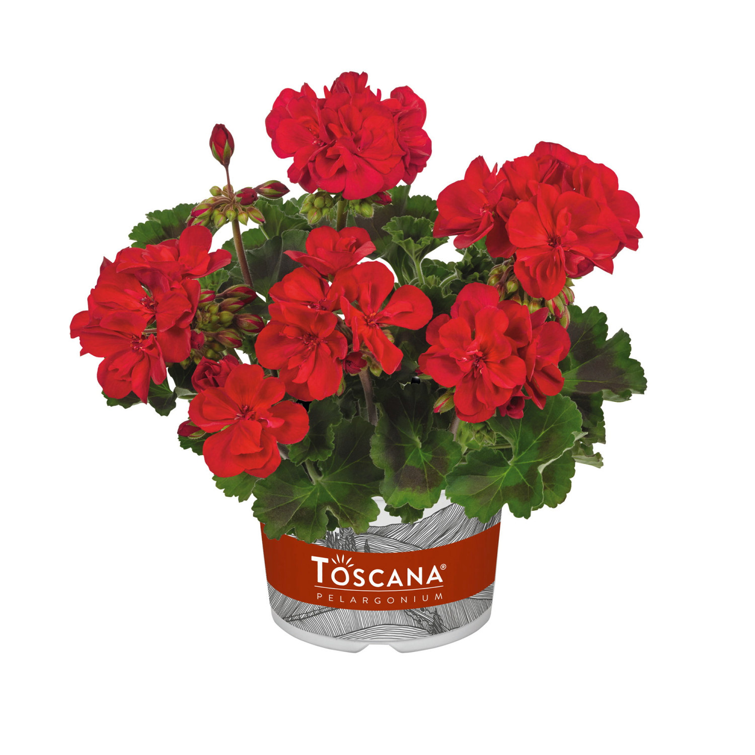 Zonalpelargon stickling