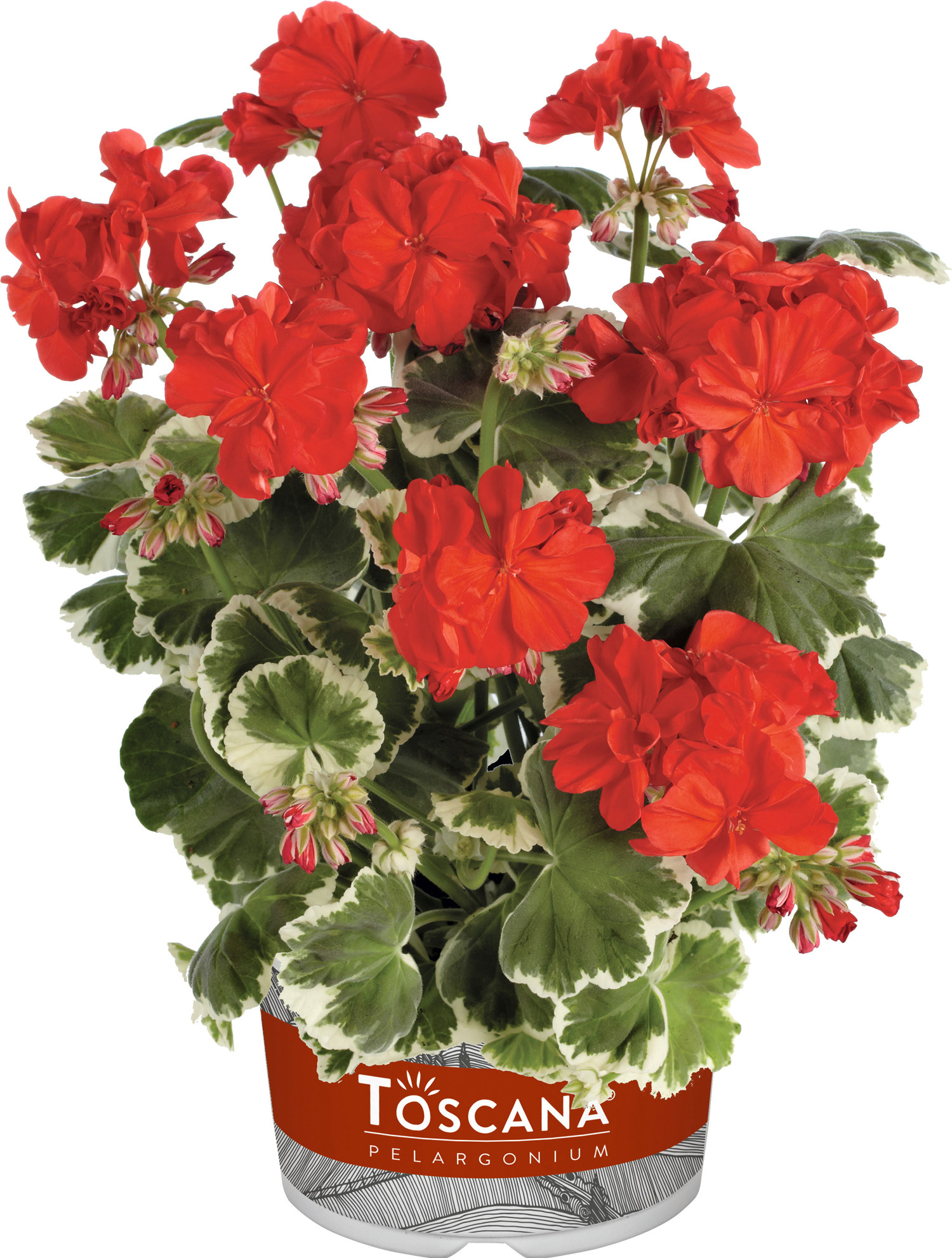 Zonalpelargon stickling