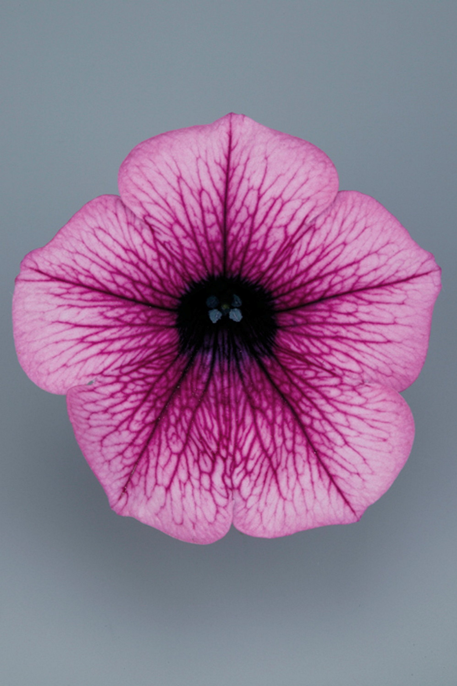 Petunia 6 cm