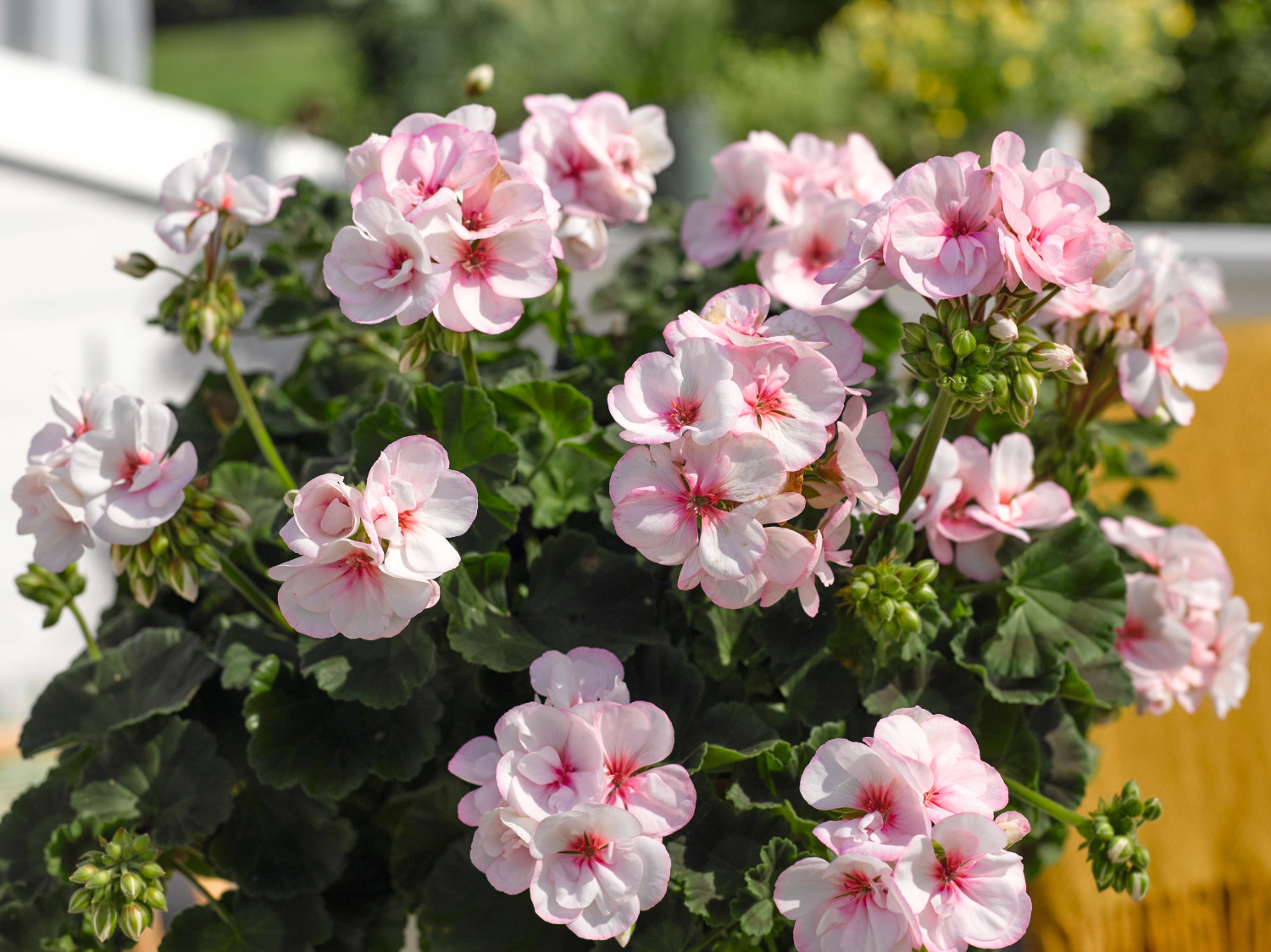 Zonalpelargon stickling