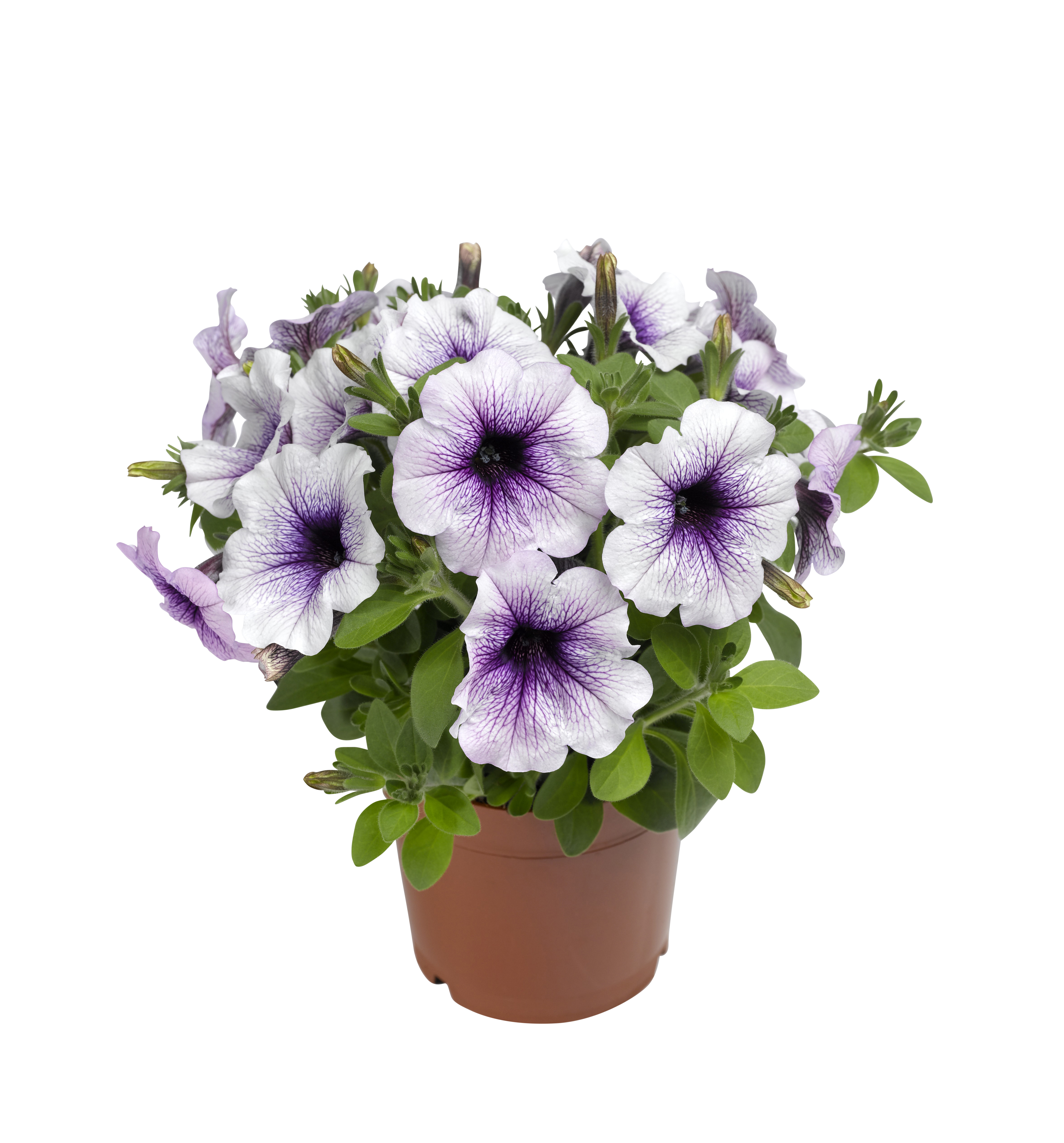 Petunia 'Blue Vein'
